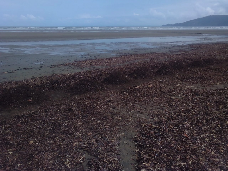 A photograph of a sandy beach, the foreground covered by brown leaves