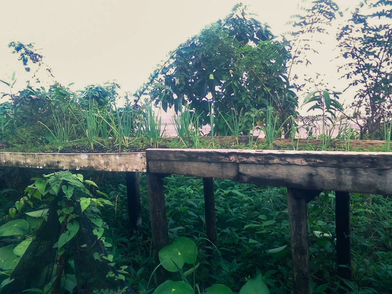 A photograph of raised planters made of wood with lush green growth underneath and inside them