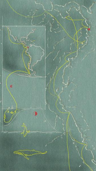 A hand drawn map of a coastal region with whales and other lines suggesting movement sketched in yellow against a green background