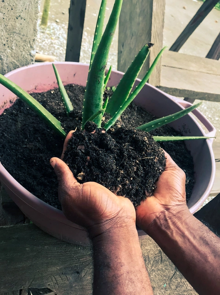 A photograph of two male hands cupped together, holding black soil over a potted plant