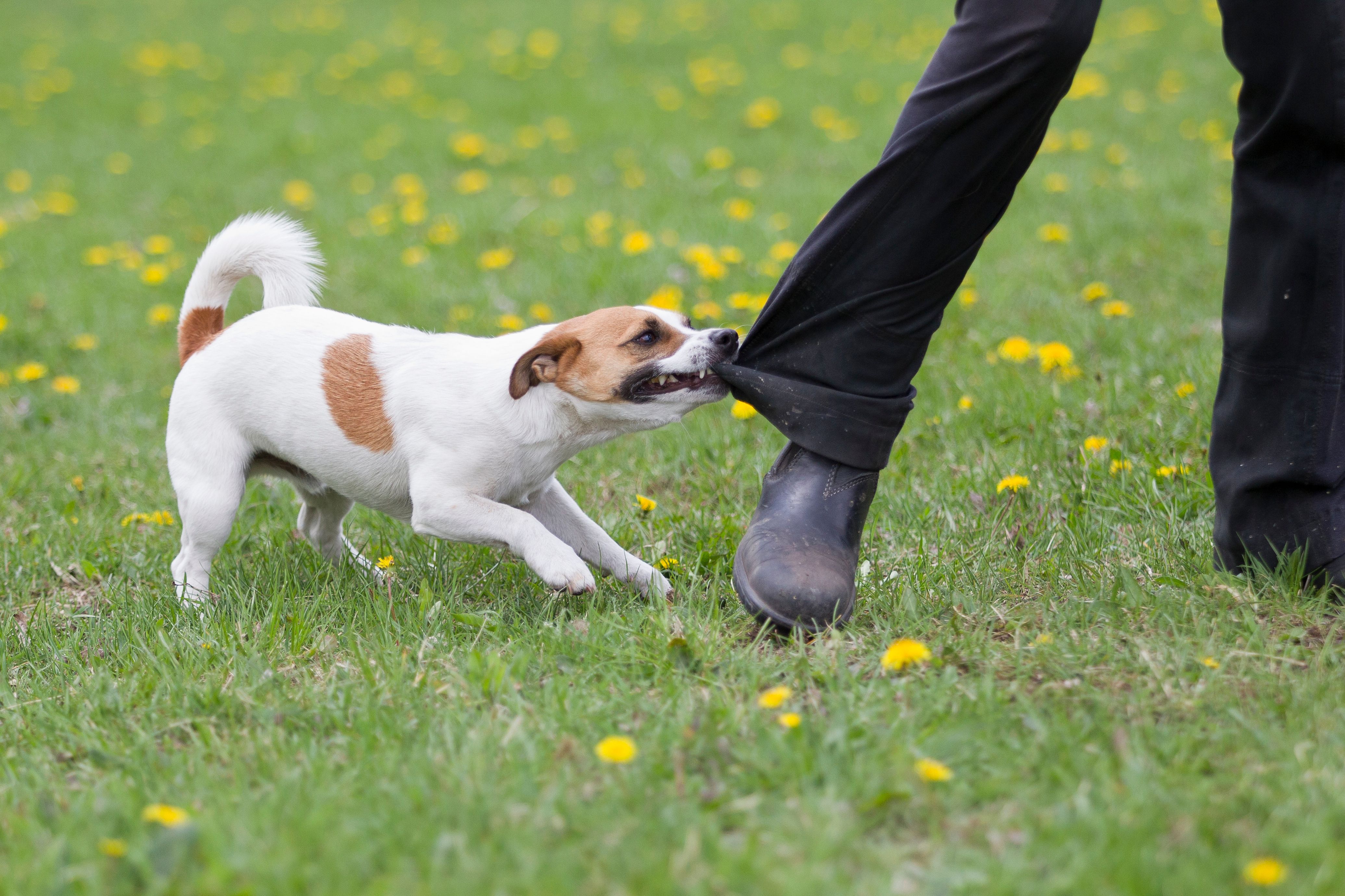 Dog Bite and Animal Attack Victims: Advocates at California Trial Law Group