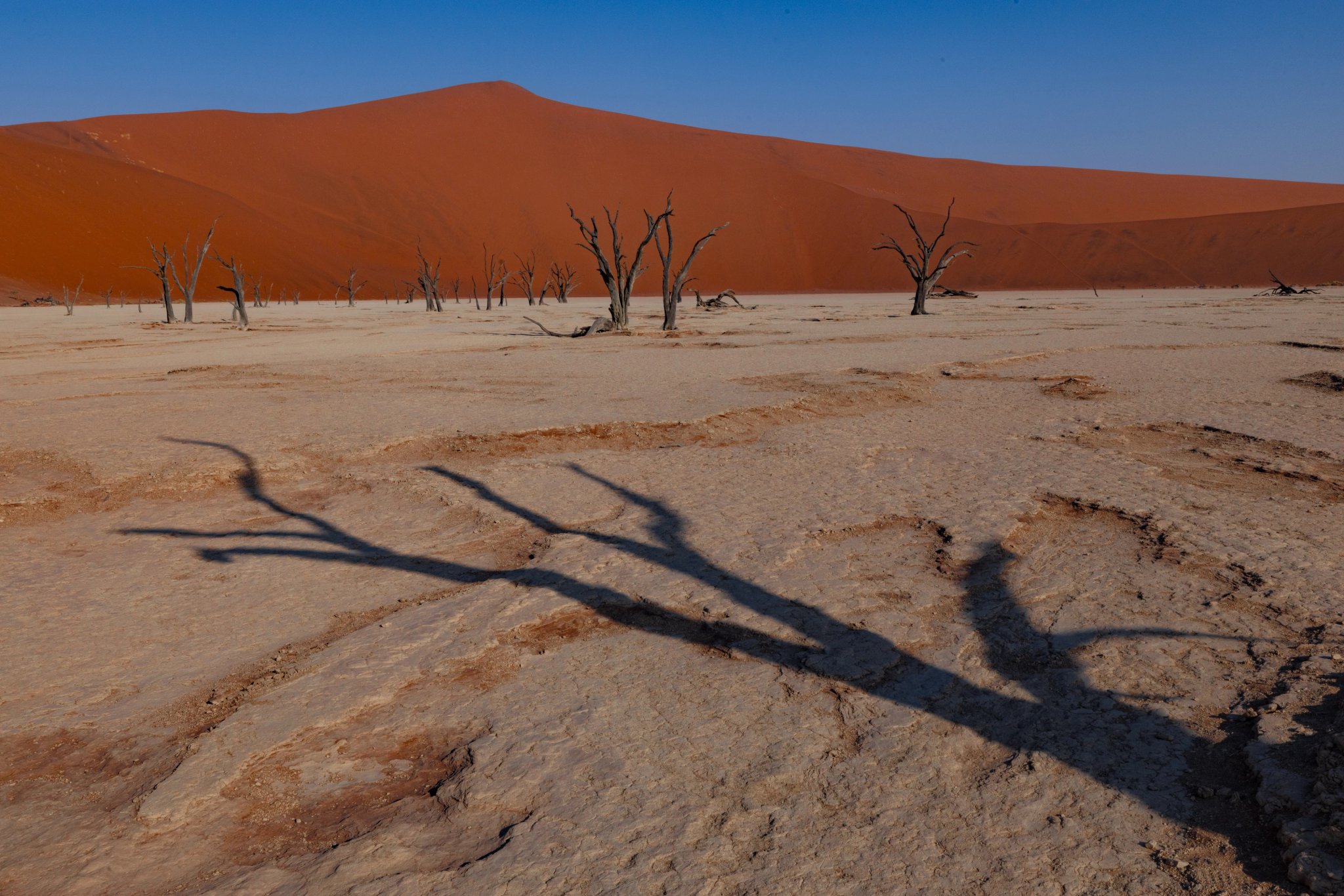 Dead trees in Namibia's desert landscape with orange sand dunes in the background