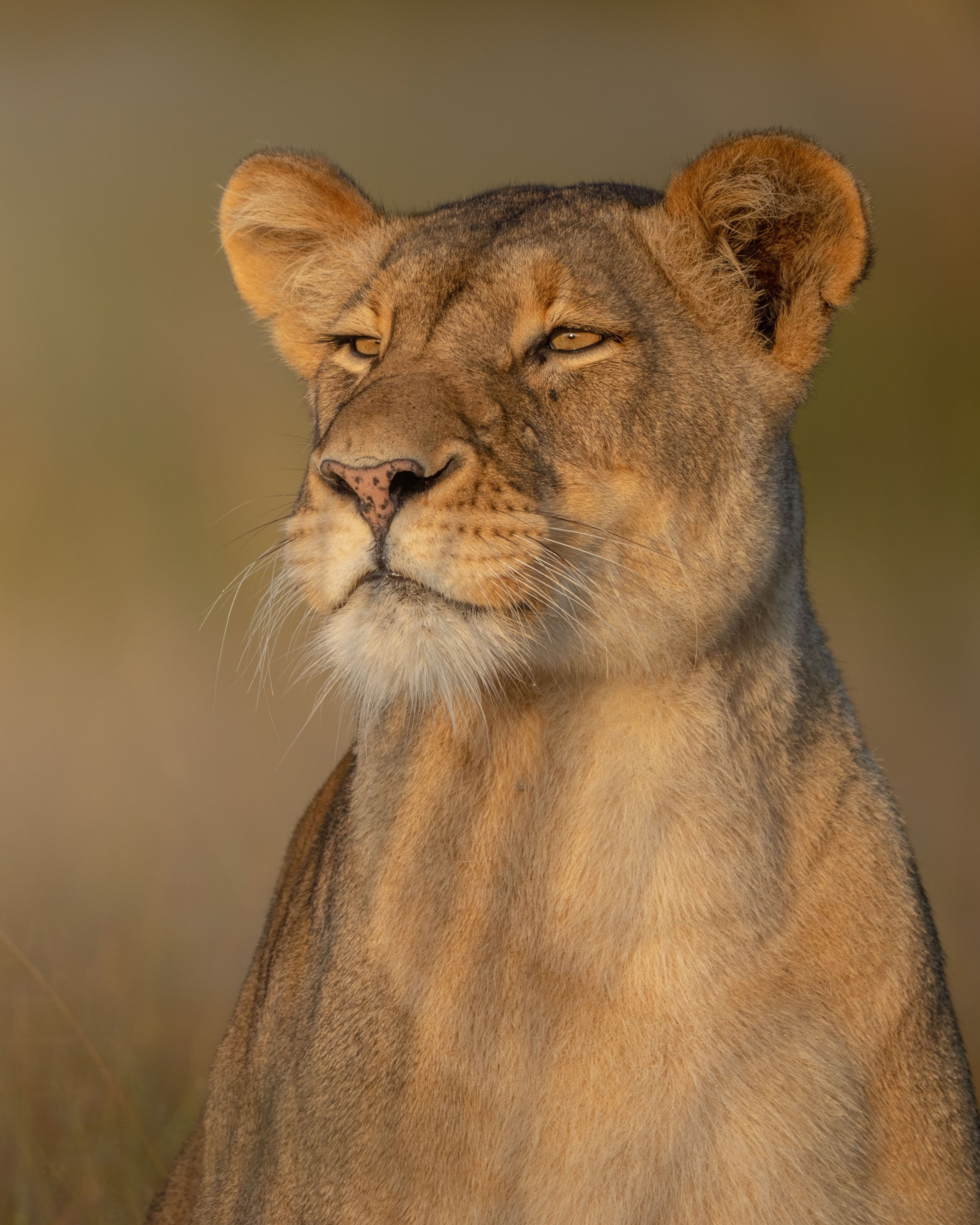 Close-up of a lioness looking into the distance