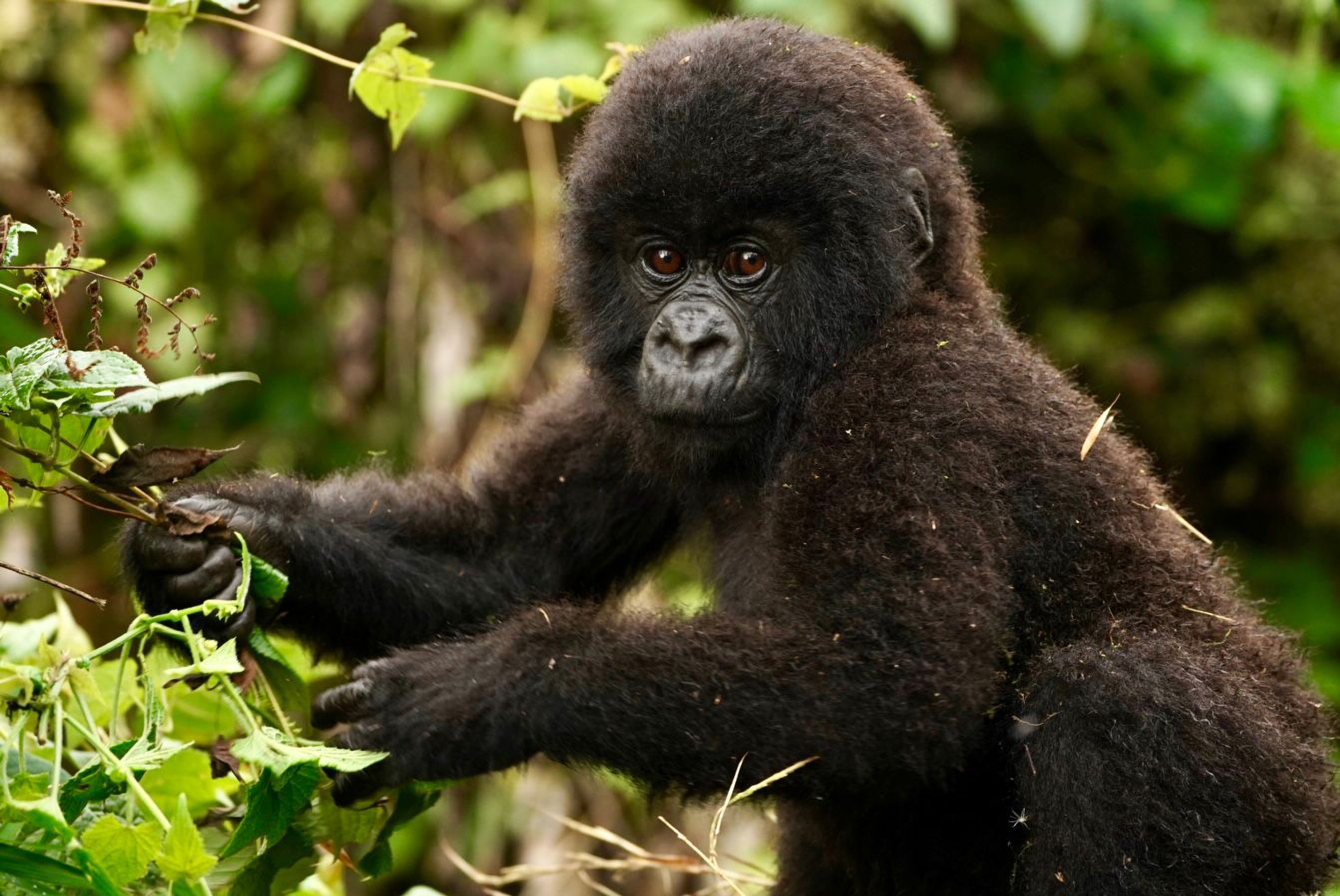 Young gorilla foraging for leaves in a forest