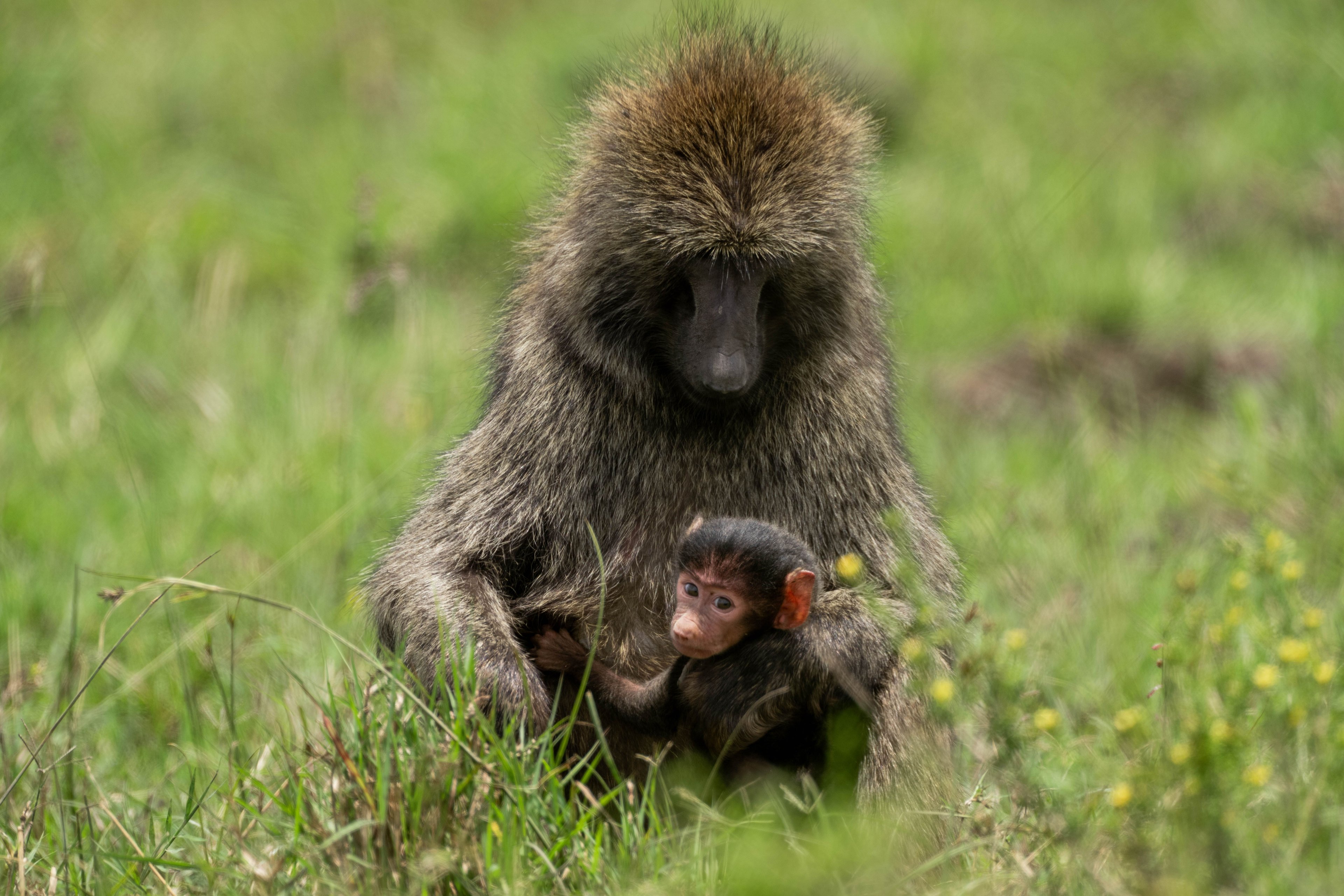 Baboon sitting in grass holding a young baby baboon