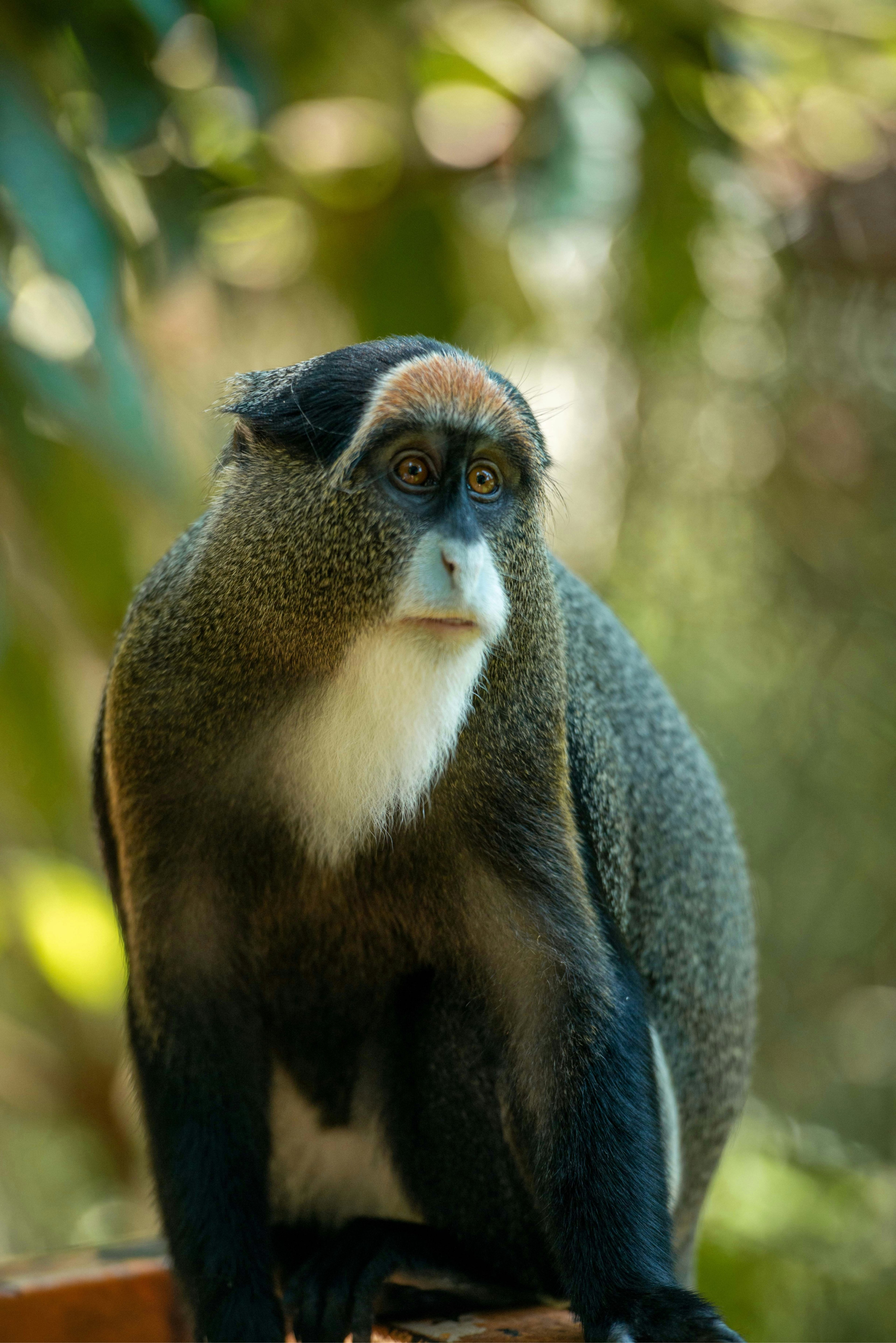 A de Brazza's monkey sitting, looking thoughtfully into the distance