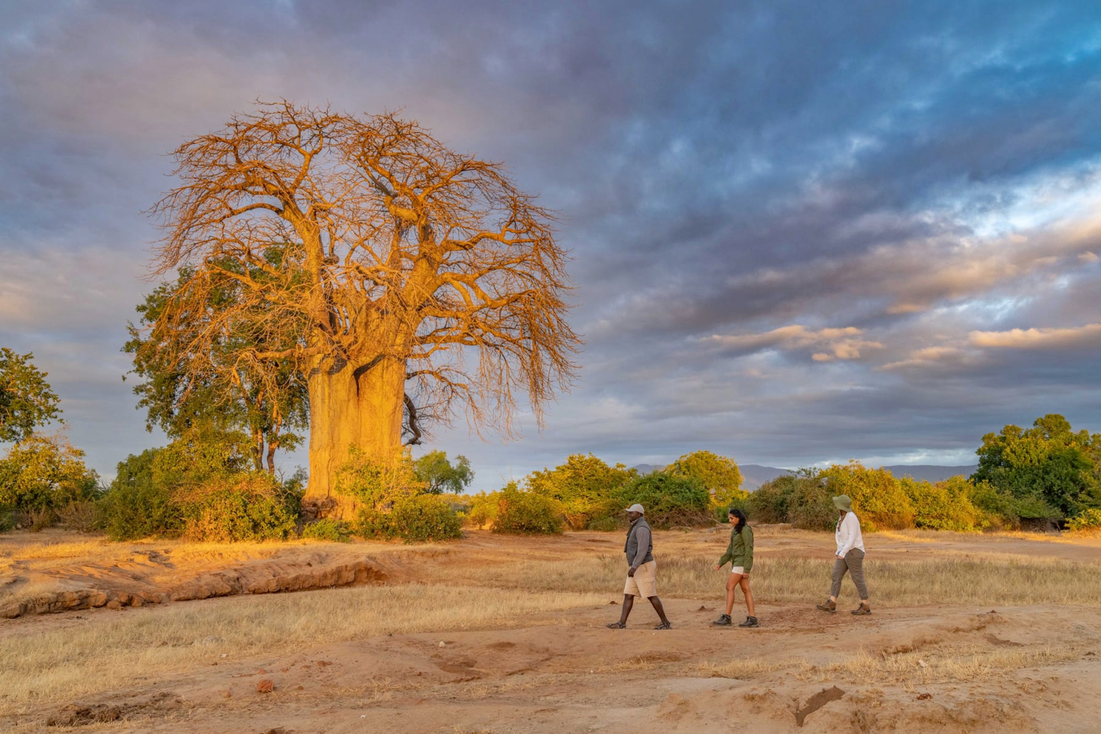 Three people walking past a large baobab tree at sunset