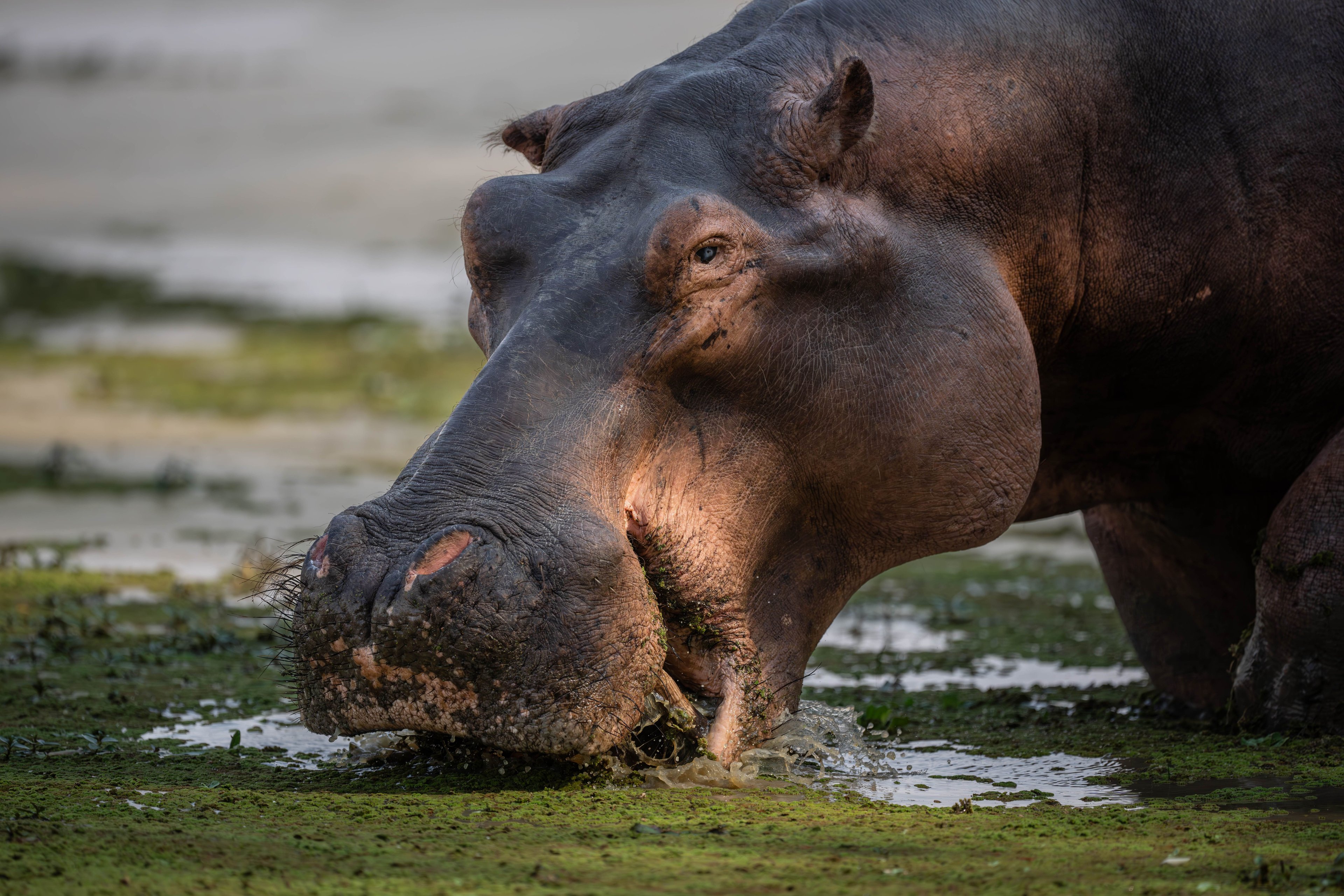 Hippopotamus grazing on water plants