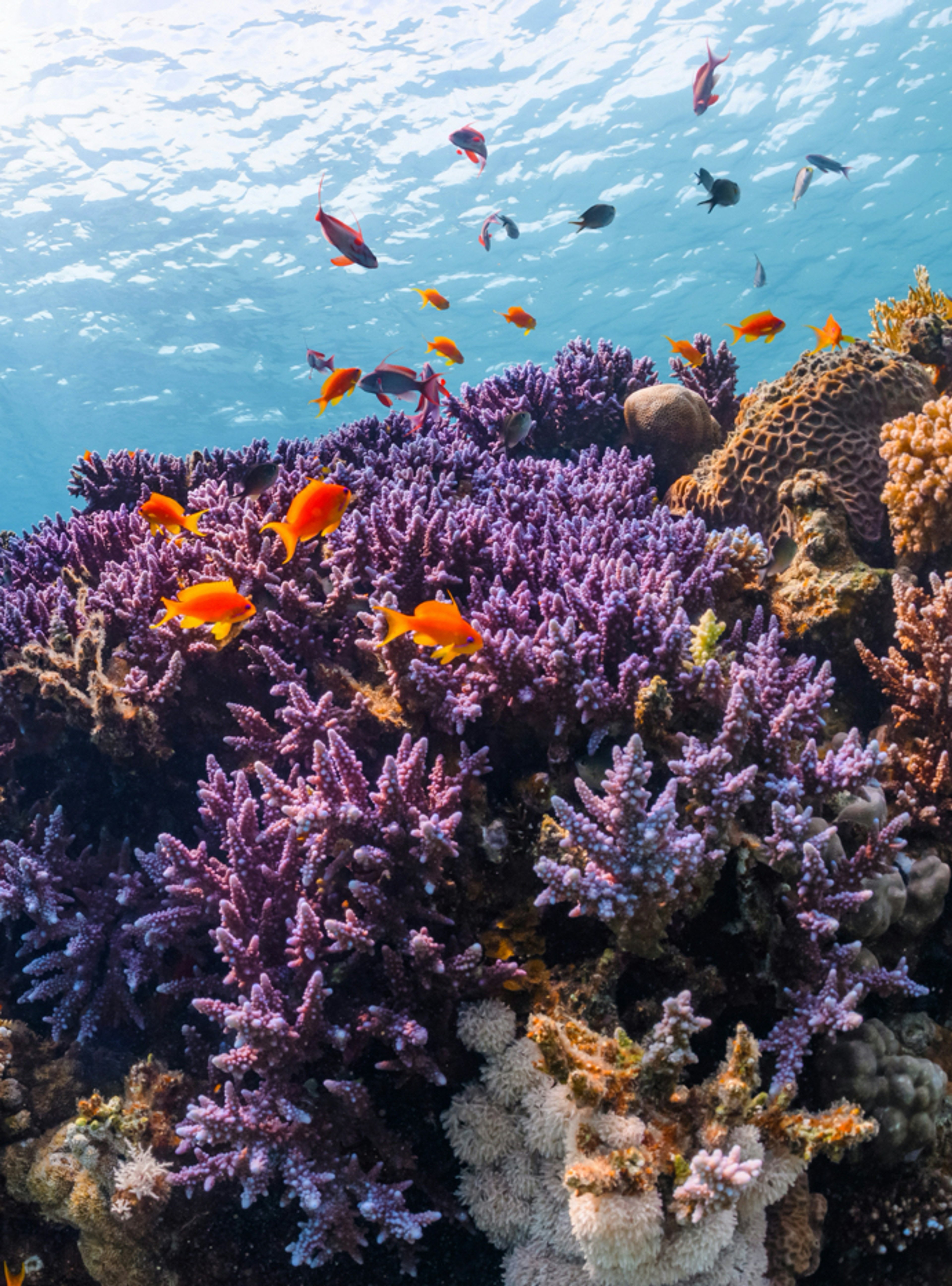 ROAR AFRICA Luxury Destination Mauritius Scuba Diving and Snorkelling