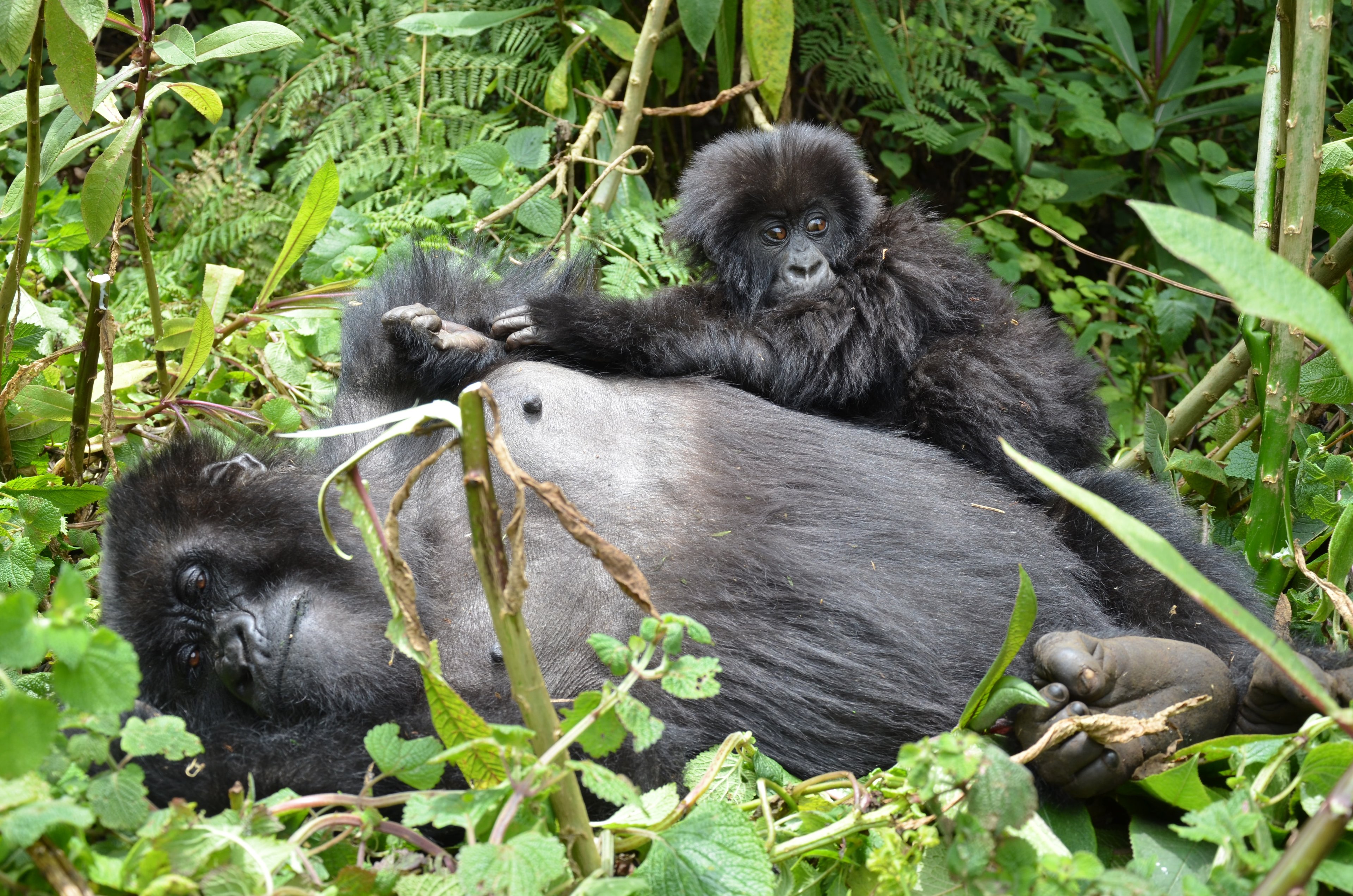 Mountain gorilla relaxing on its back while a young gorilla rests on its belly in the forest