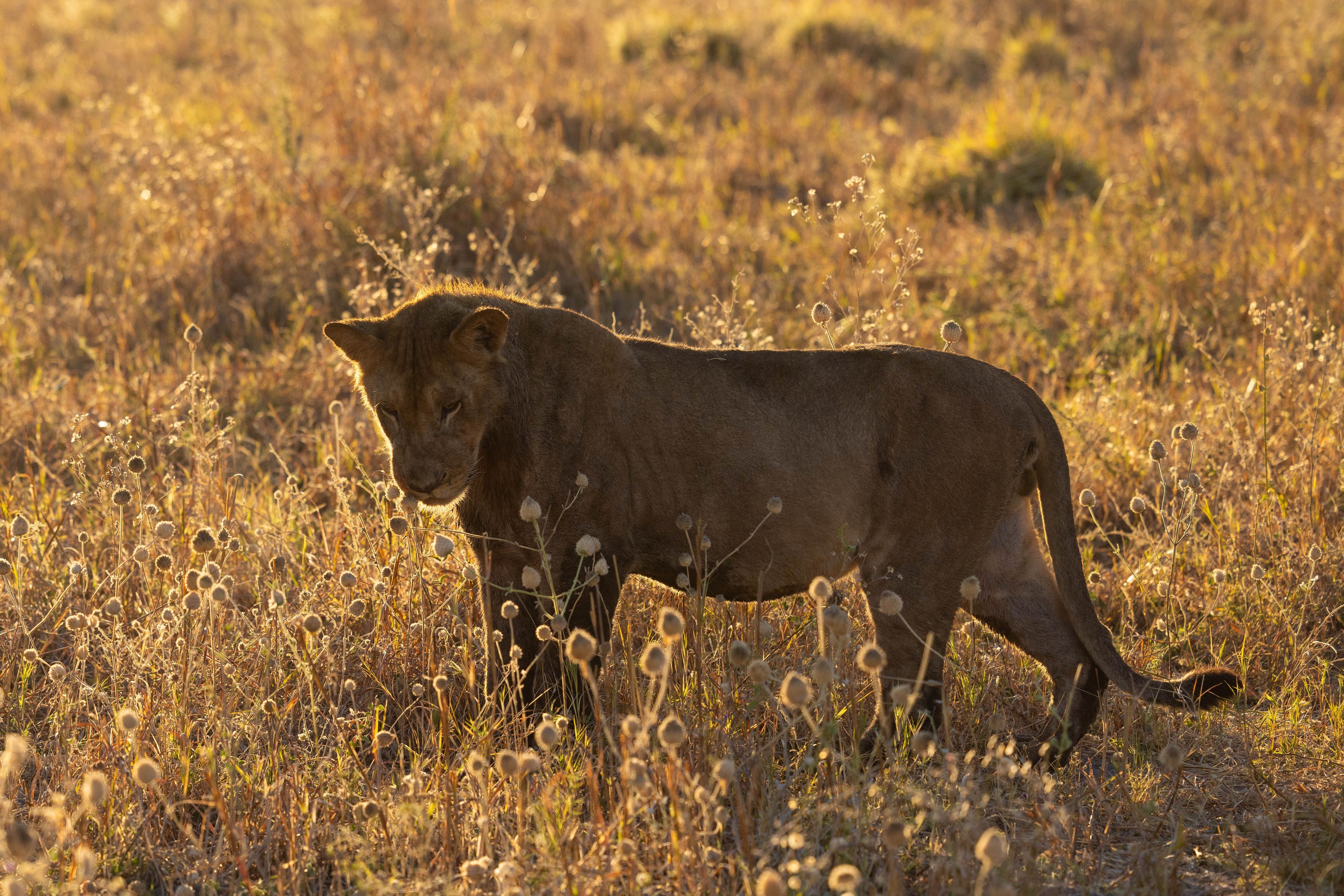 Lioness walking through sunlit tall grass.