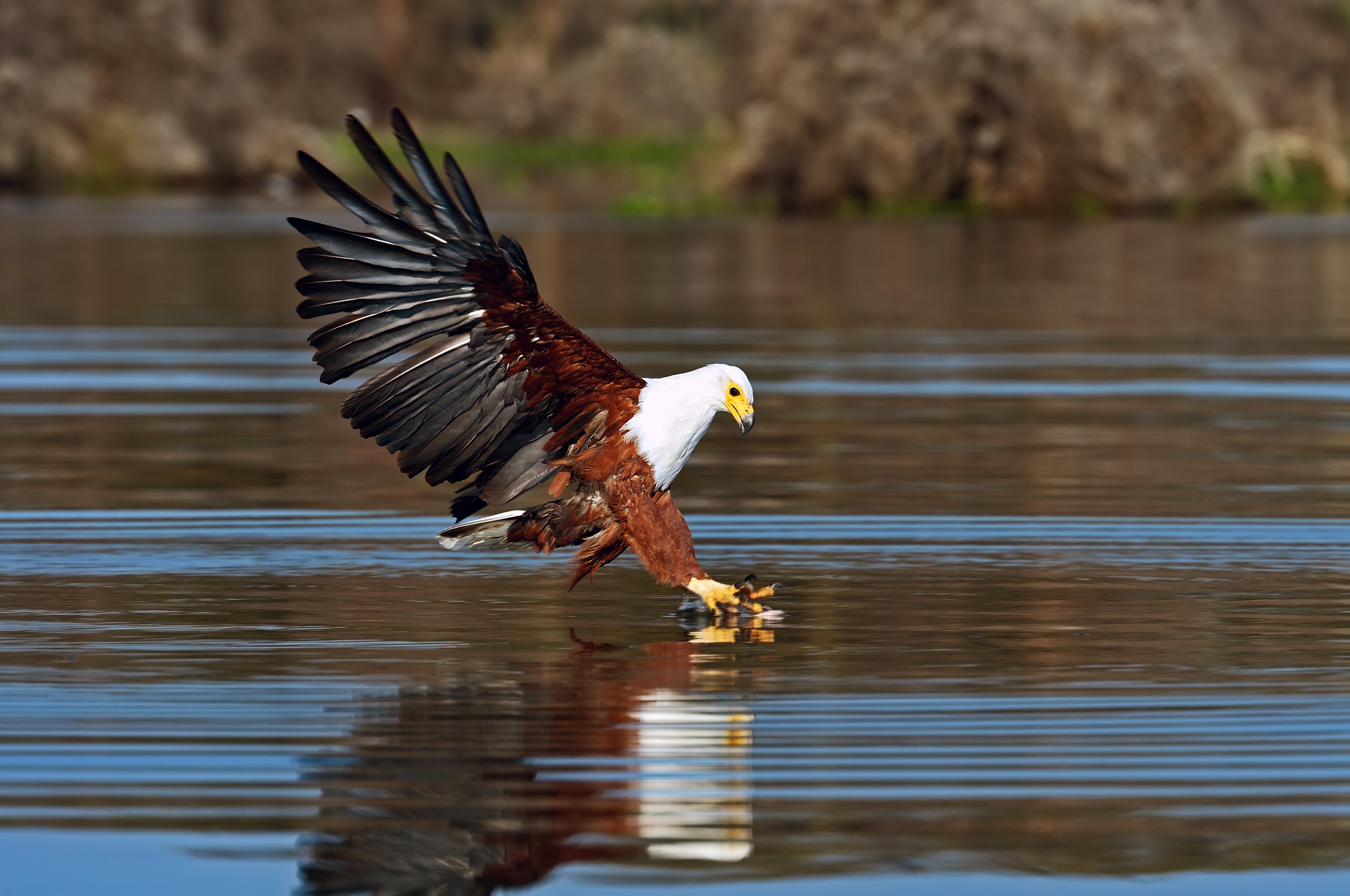 ROAR AFRICA Luxury Destinations Zimbabwe Birding