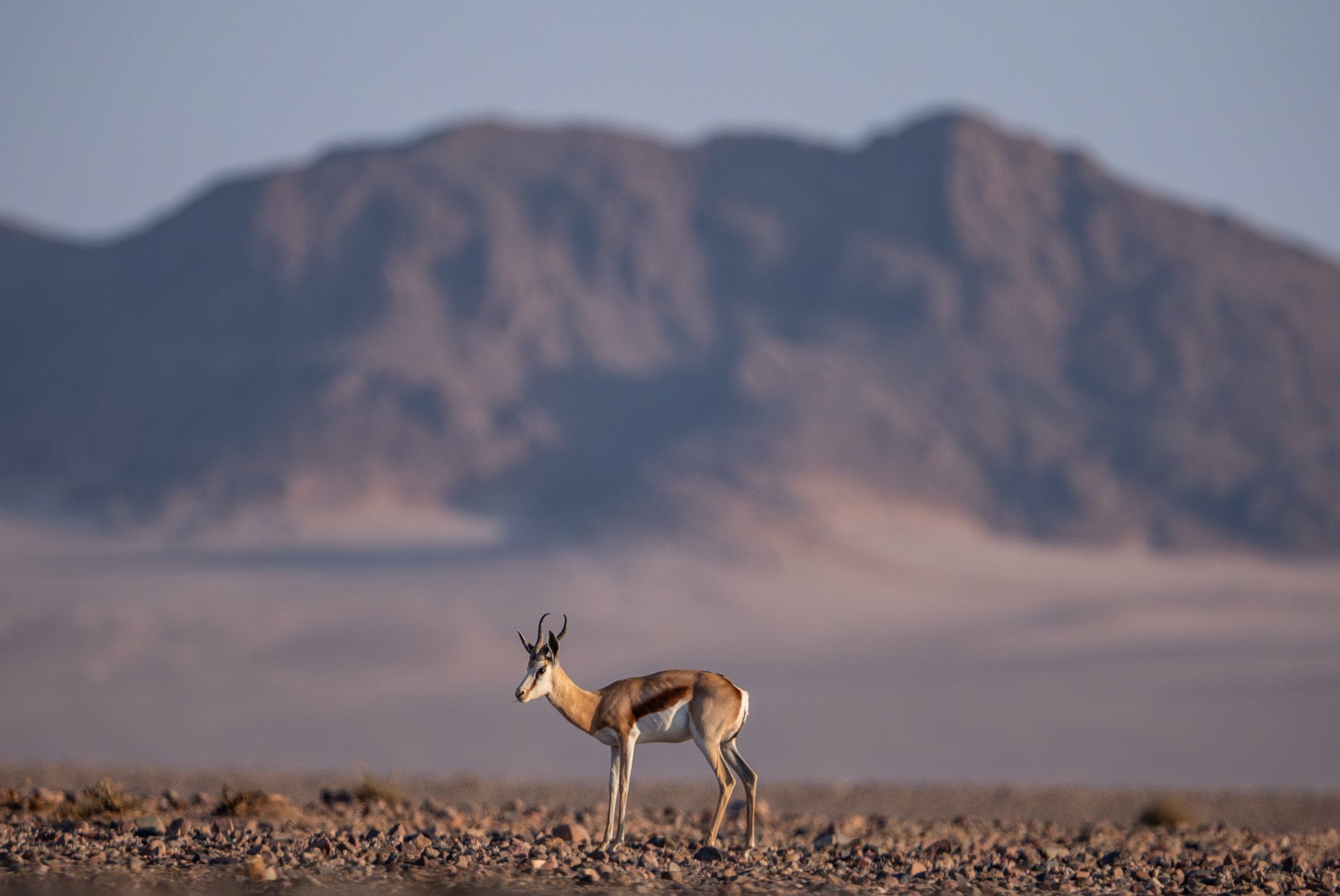 ROAR AFRICA Luxury Destination Namibia Game Drives