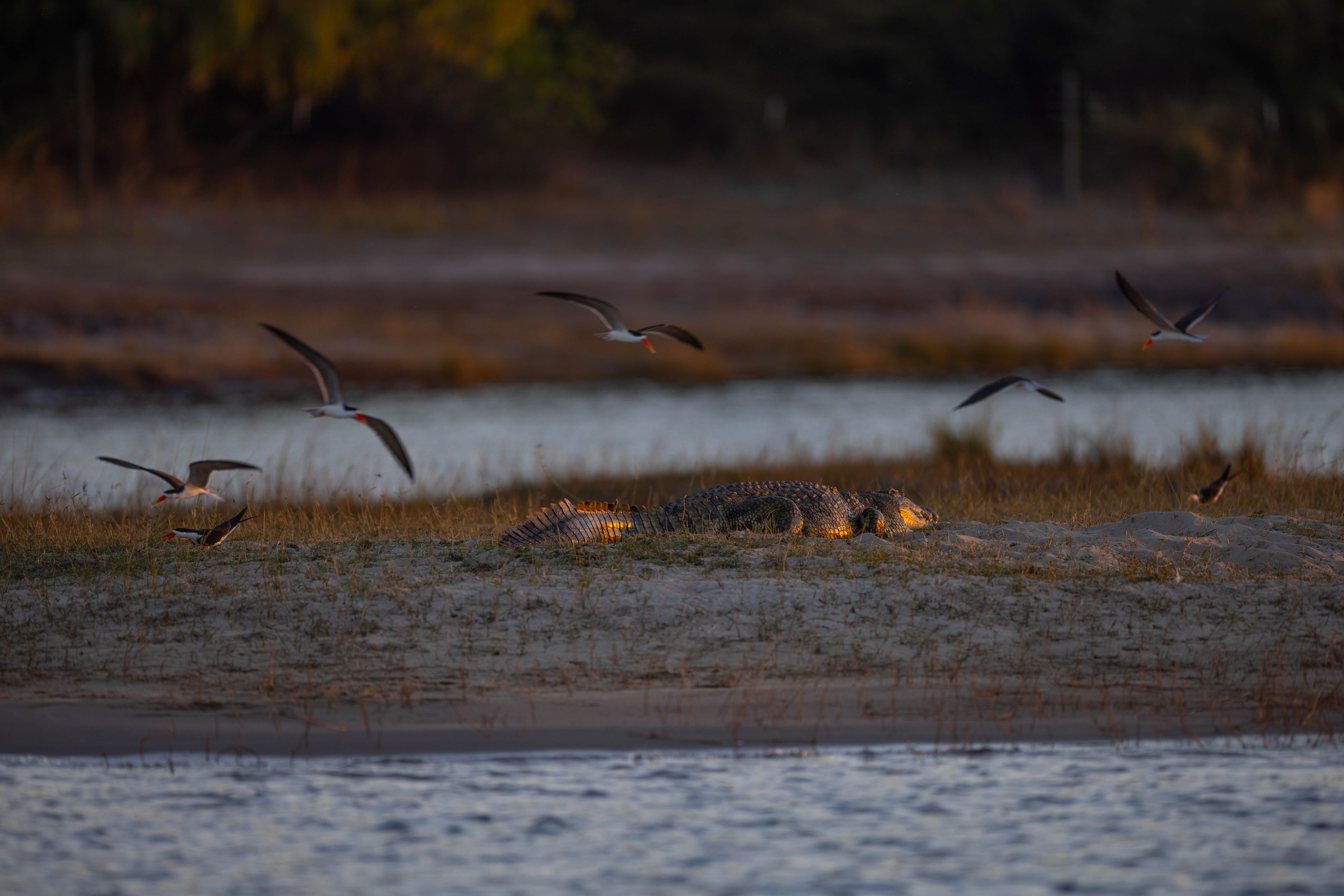 Crocodile resting on a riverbank with birds flying overhead.