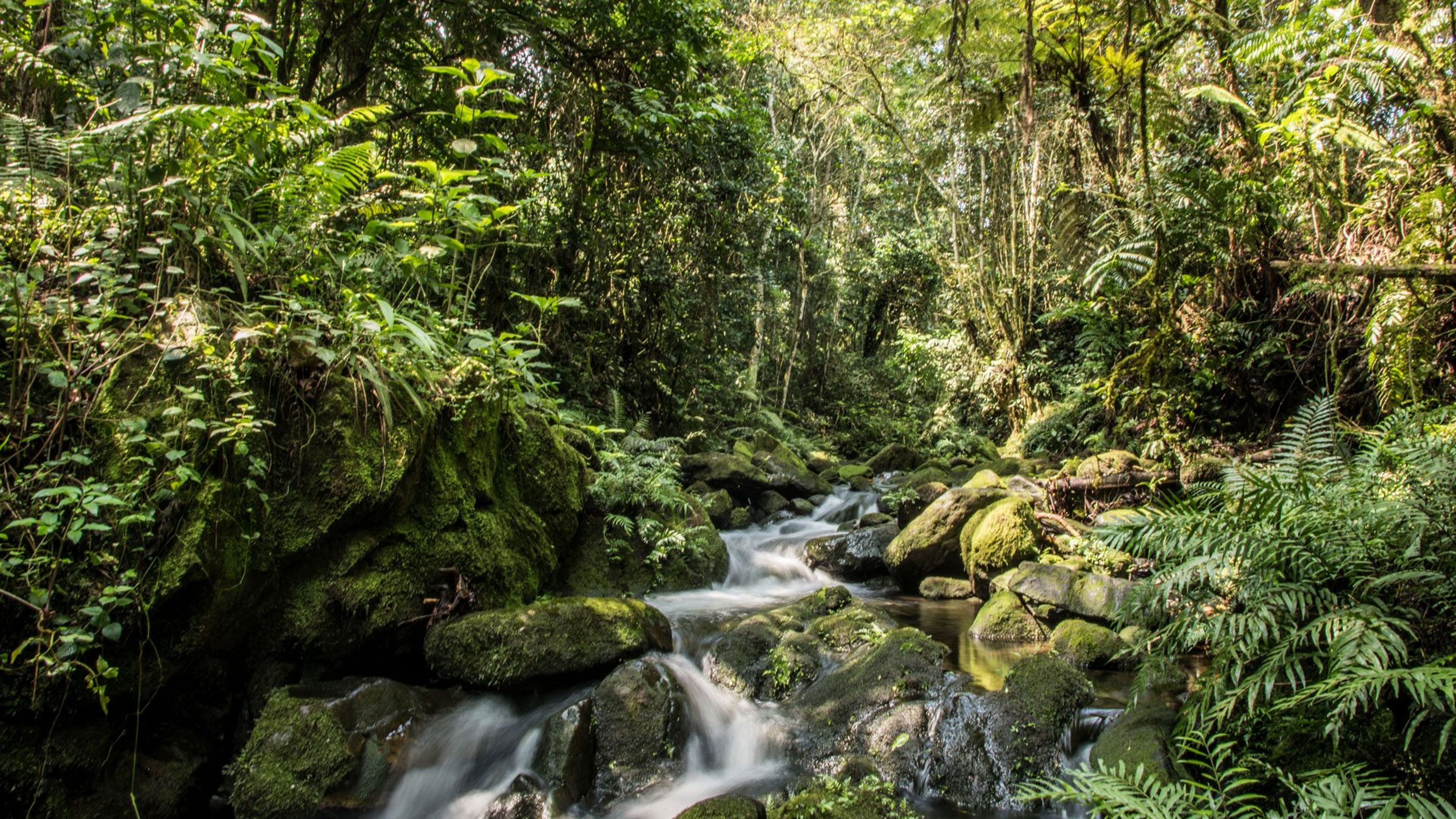 Beautiful jungle scene with a stream flowing over moss-covered rocks surrounded by dense vegetation