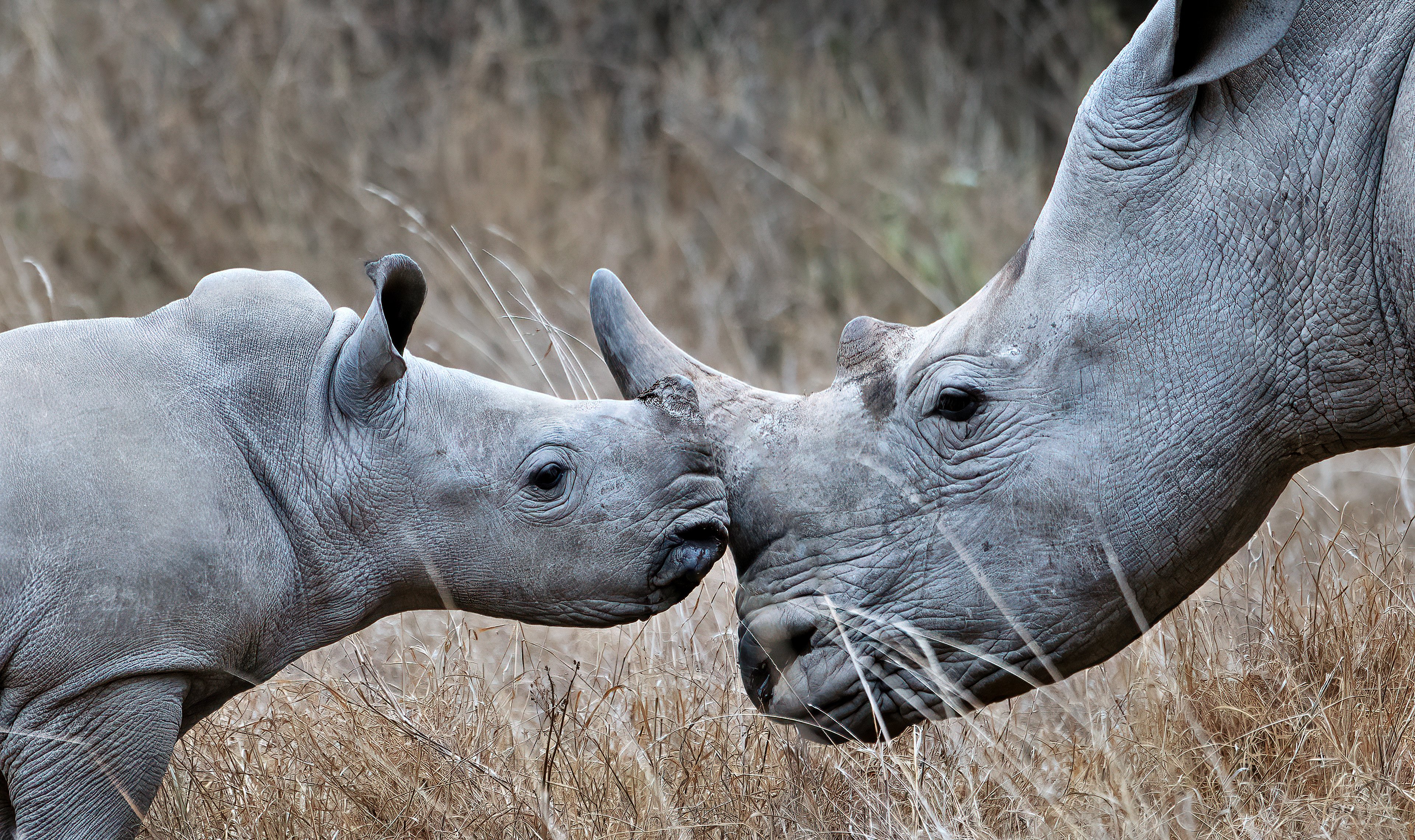 Mother and baby rhino touching noses in a dry, grassy landscape, showing a tender moment of connection