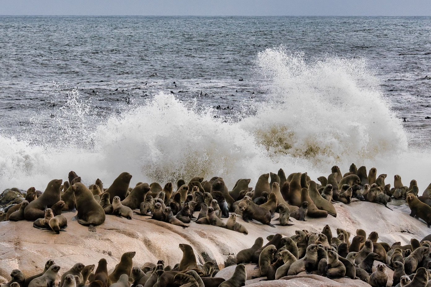 ROAR AFRICA Luxury Destination Namibia Skeleton Coast