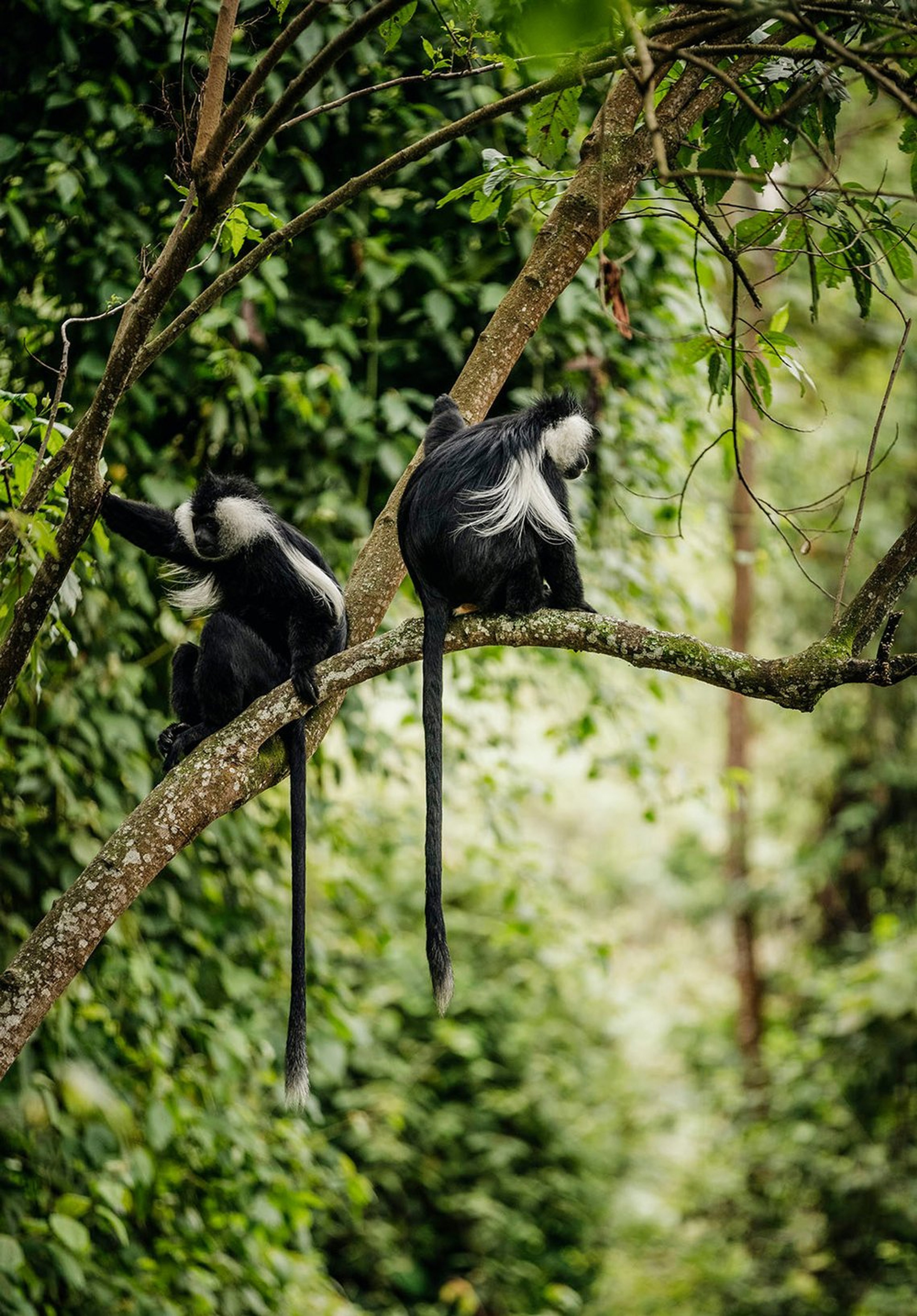 Two colobus monkeys sitting on a tree branch in a dense forest