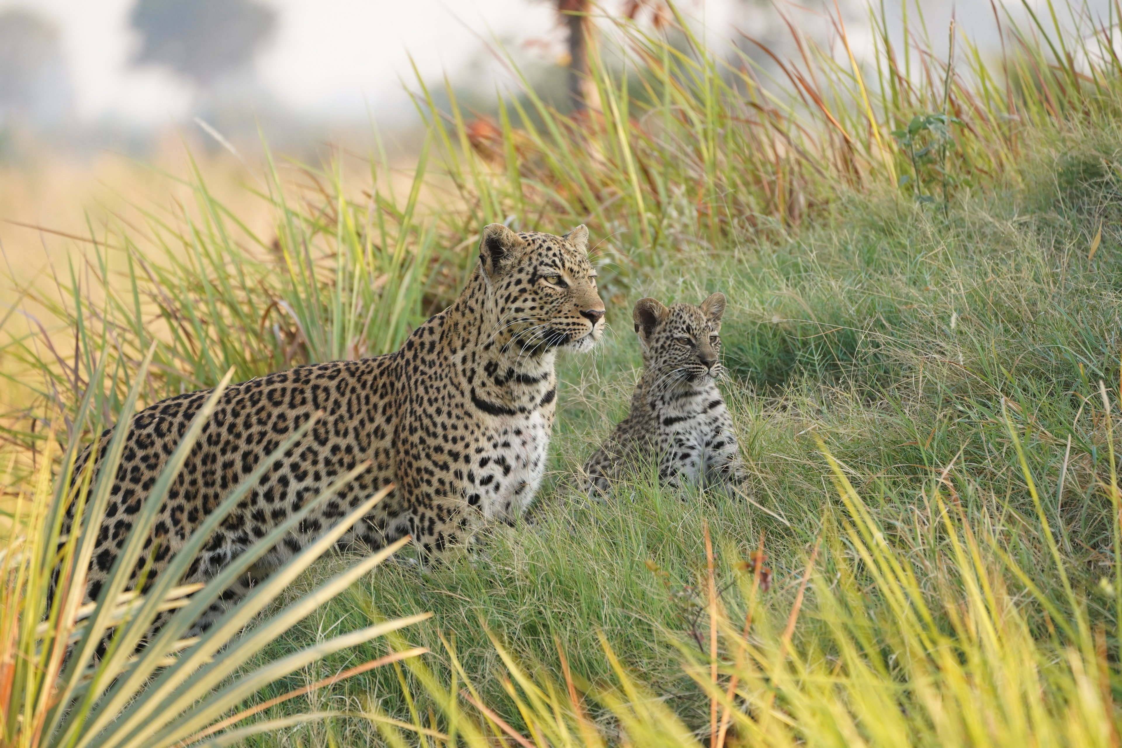 Mother leopard with her cubs resting on the ground in Moremi, Botswana.