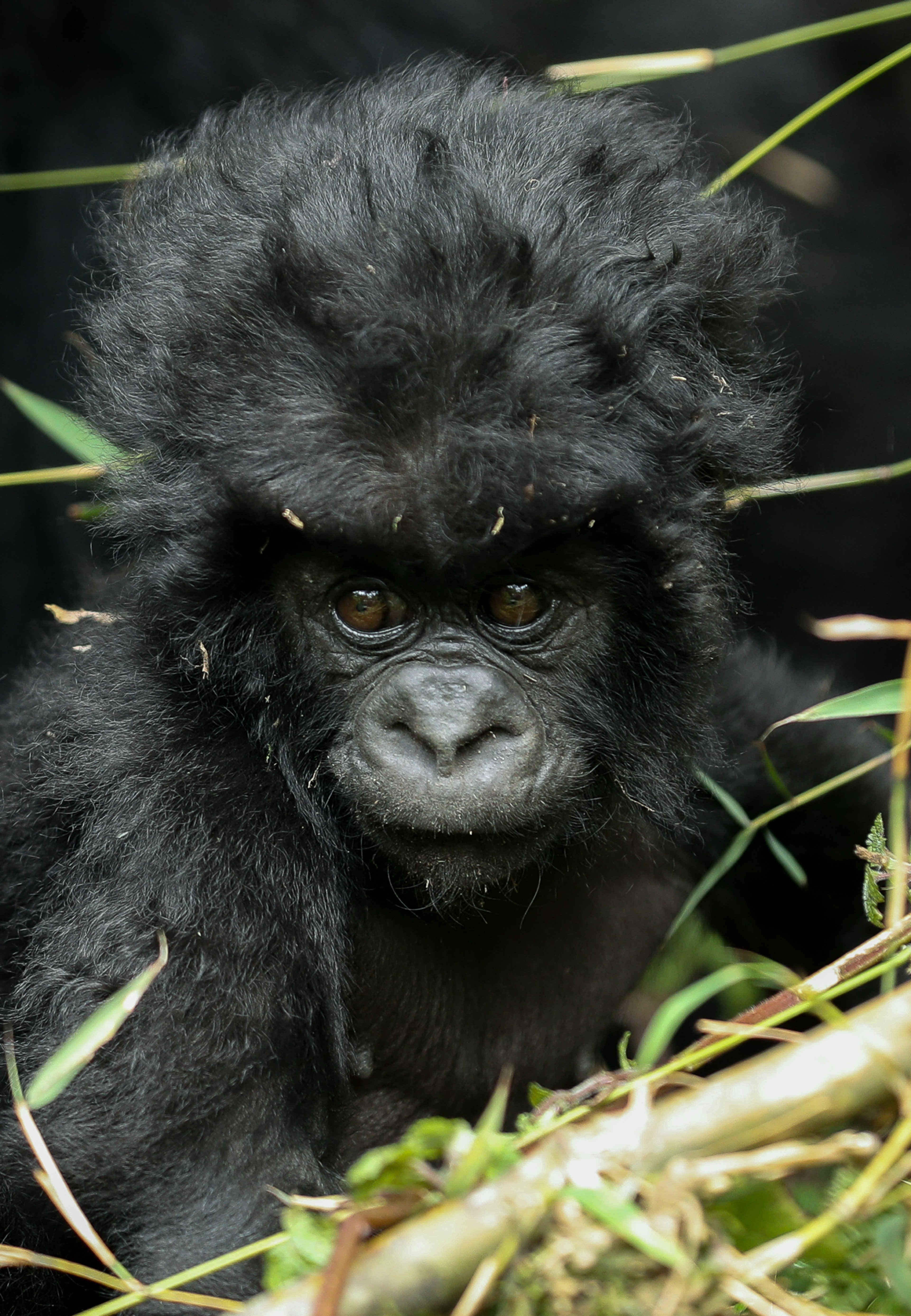 Close-up of a young gorilla with fluffy hair, staring at the camera