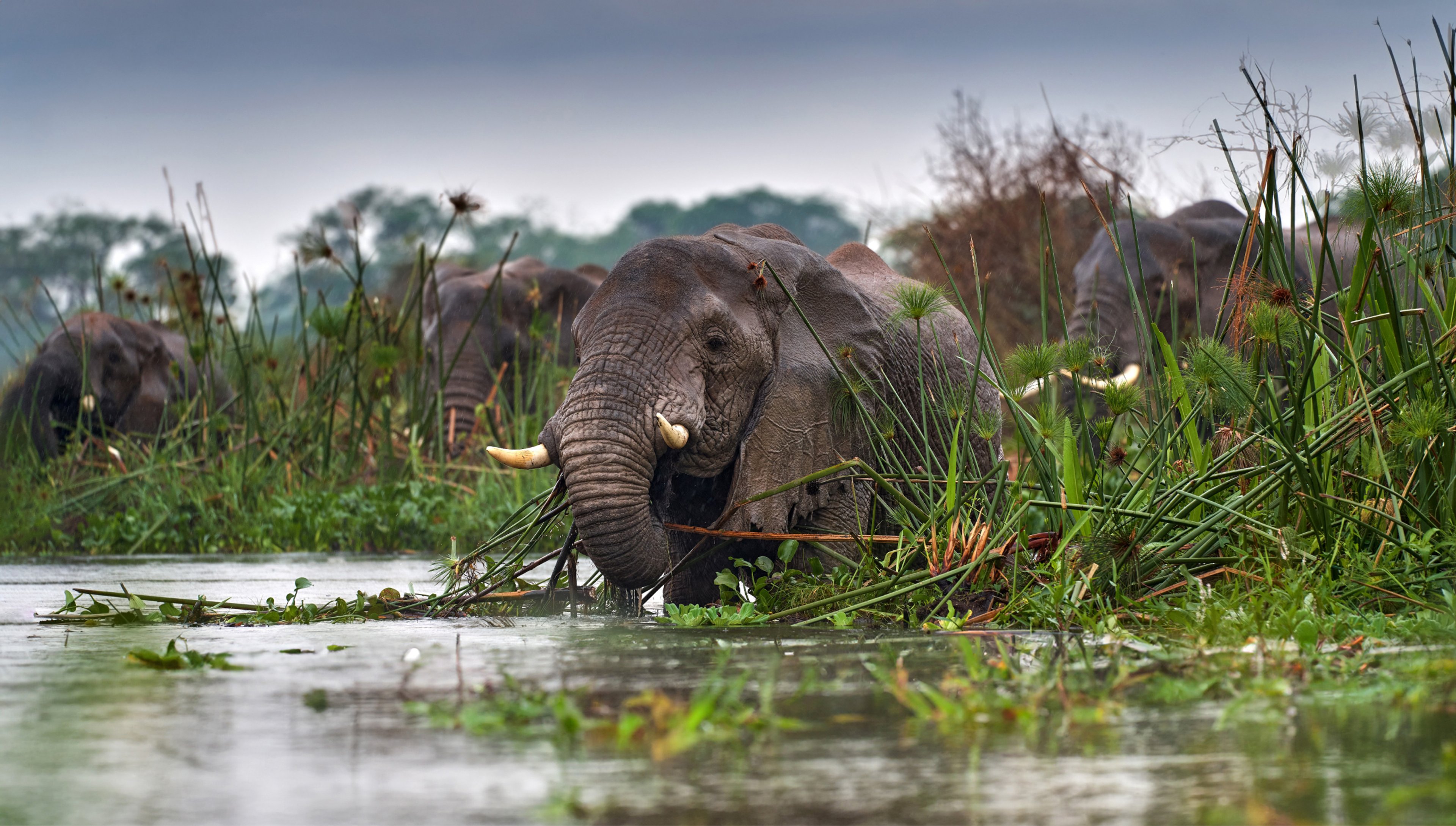 ROAR AFRICA Luxury Destinations Uganda Wetland Excursions