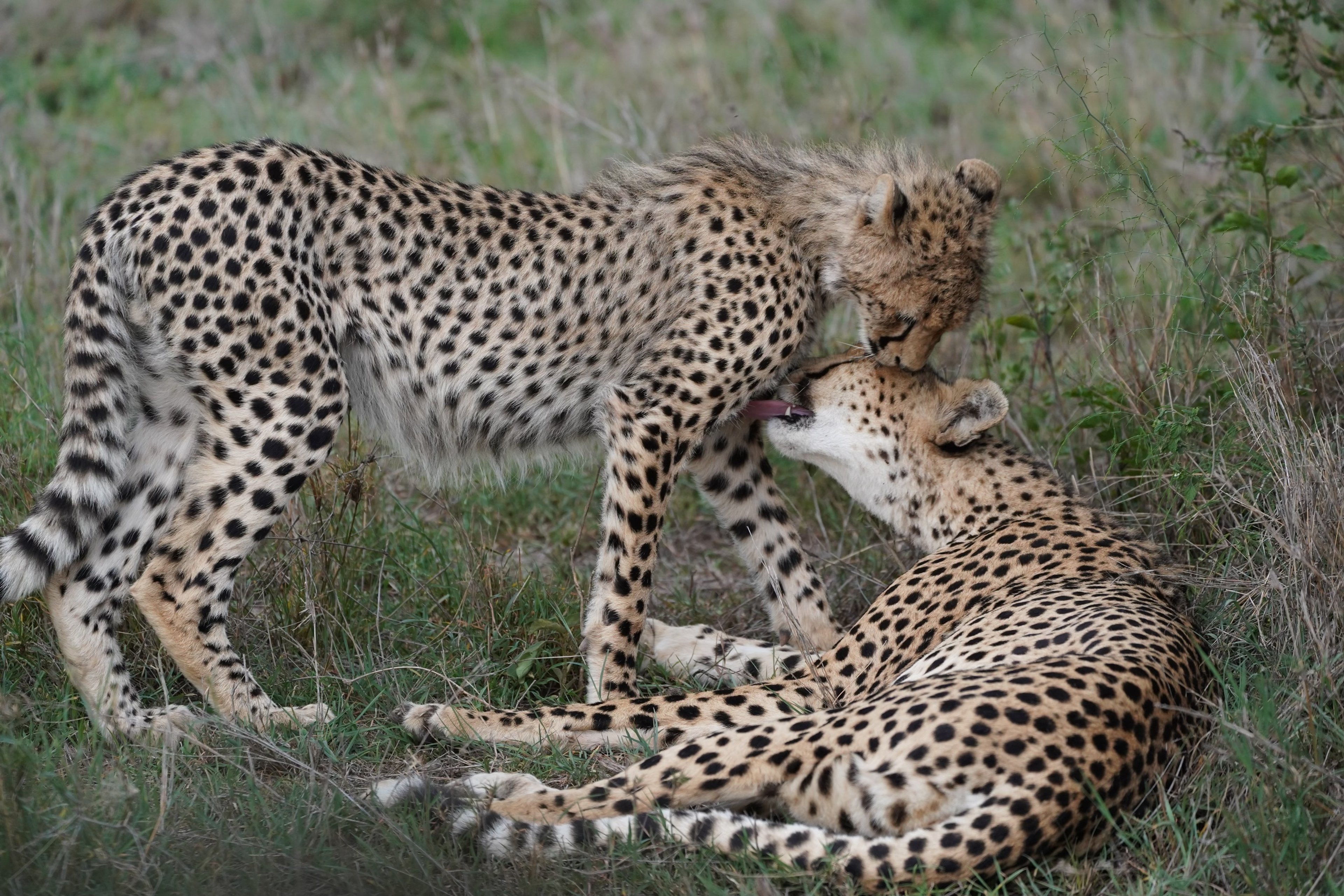 Two cheetahs grooming each other in a grassy area