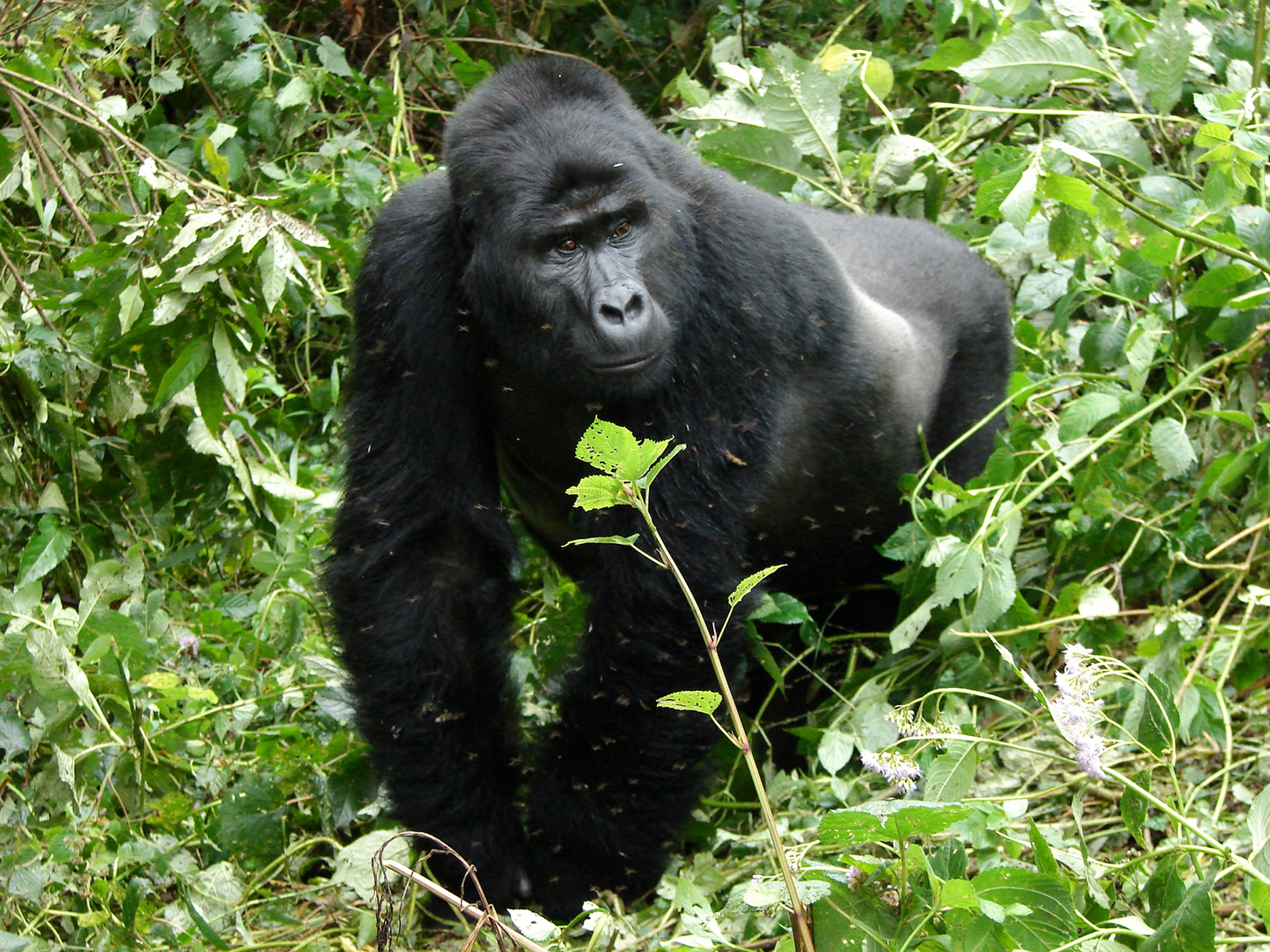 Mountain gorilla standing among dense green foliage, looking alert