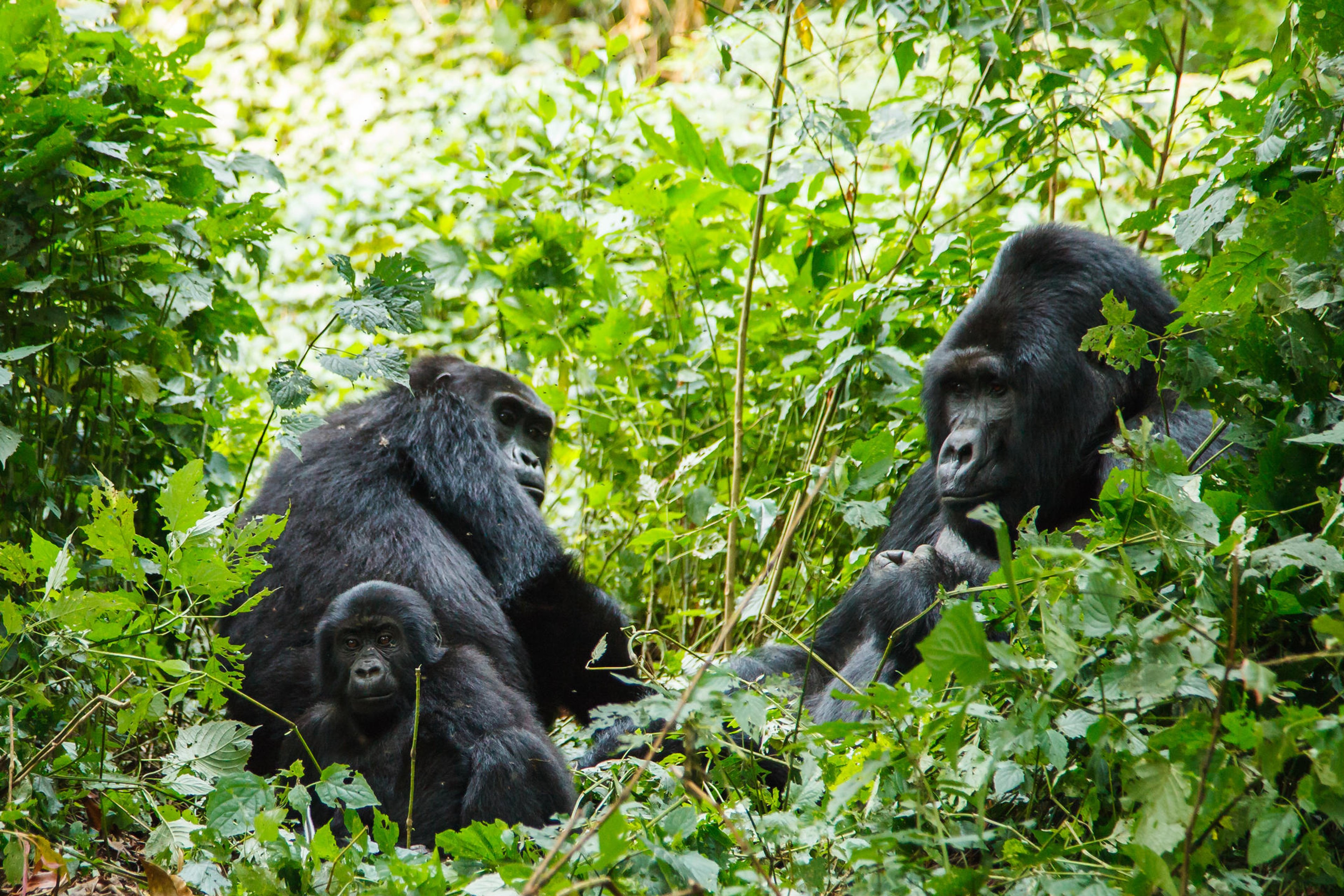 ROAR AFRICA Luxury Destination Rwanda Gorilla Trekking