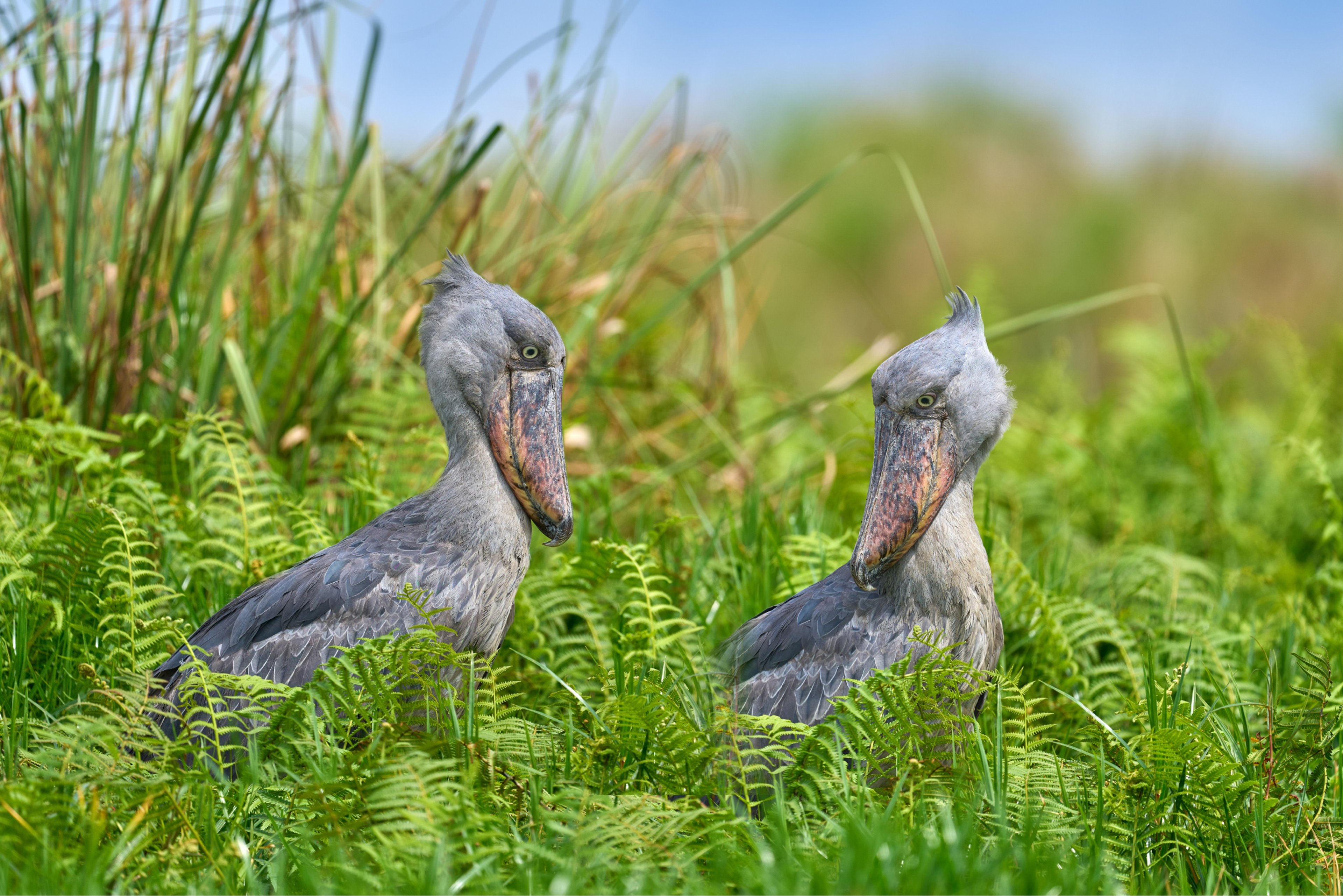 ROAR AFRICA Luxury Destinations Uganda Rare Shoebill Storks