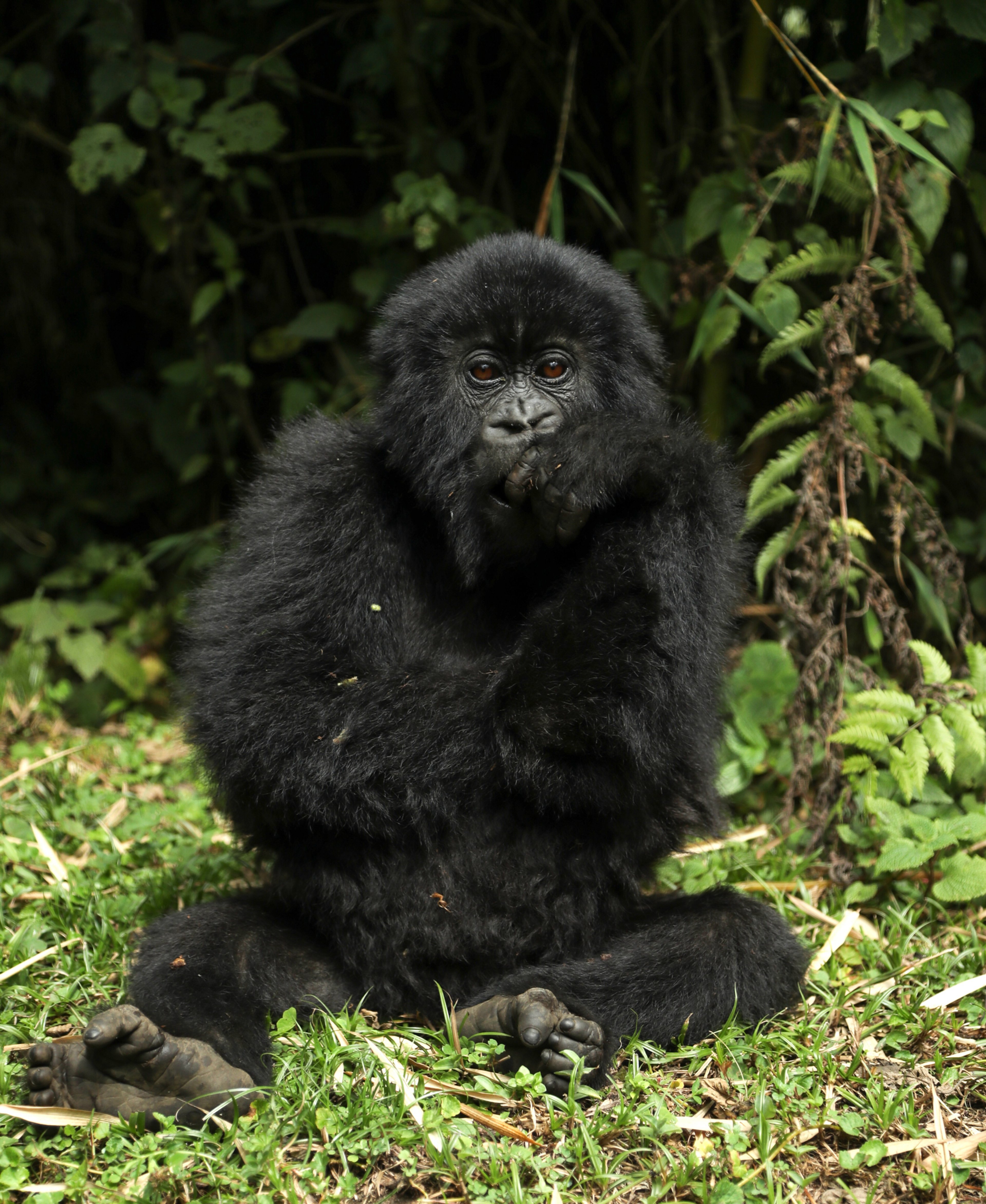 Baby gorilla sitting on the ground, looking curiously at the camera