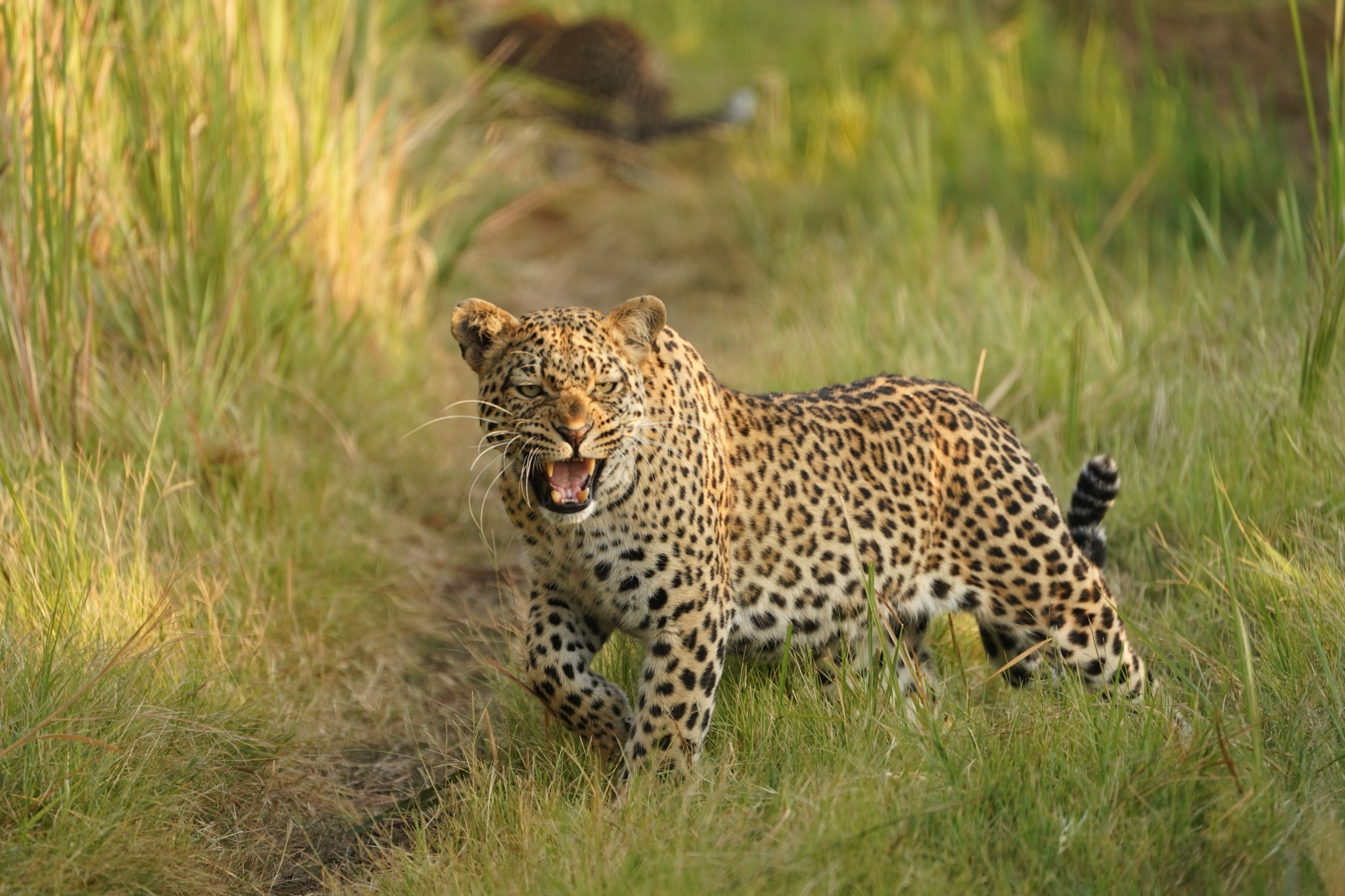 Leopard baring its teeth while standing in tall grass