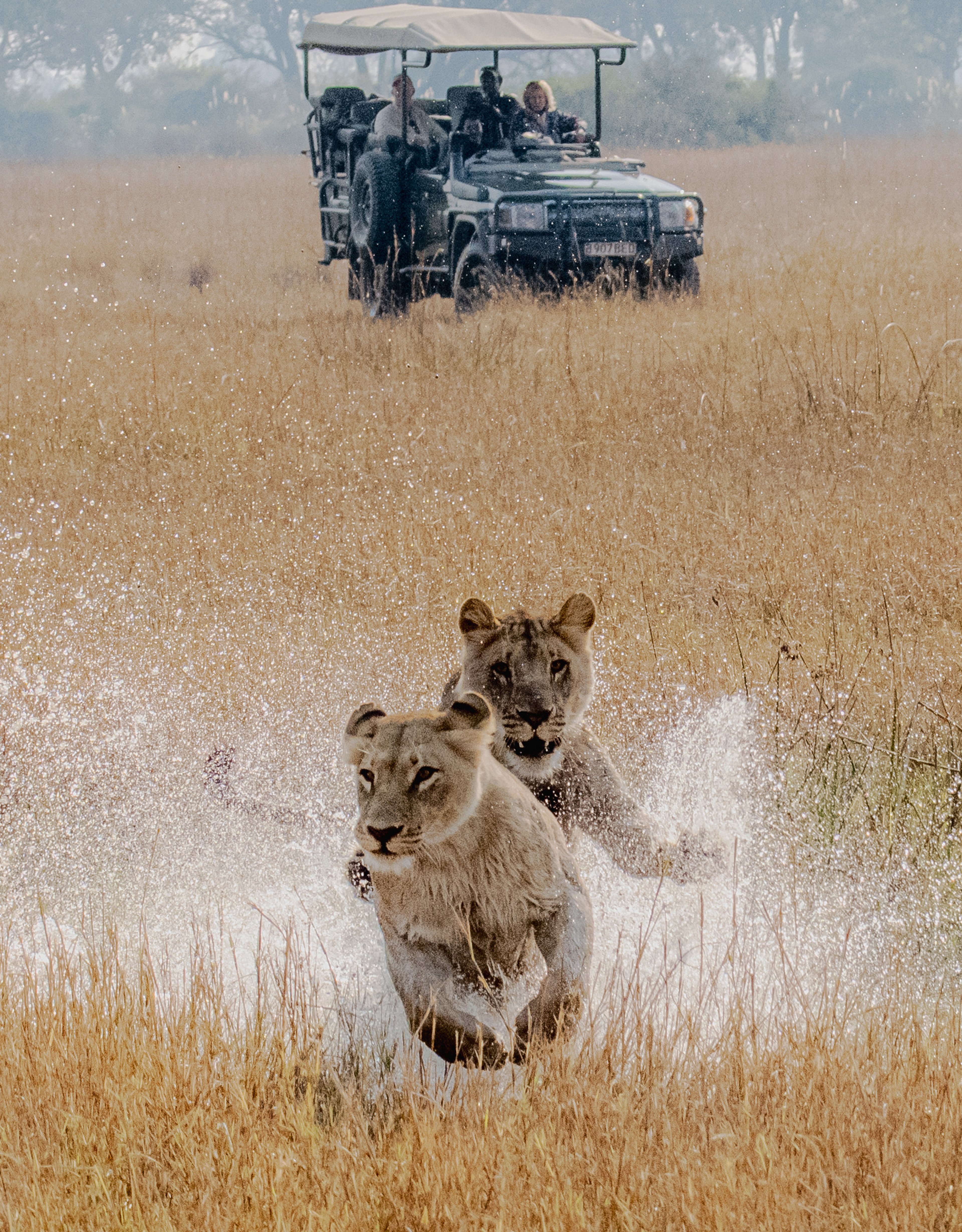 ROAR AFRICA Luxury Destination Botswana Game Drives