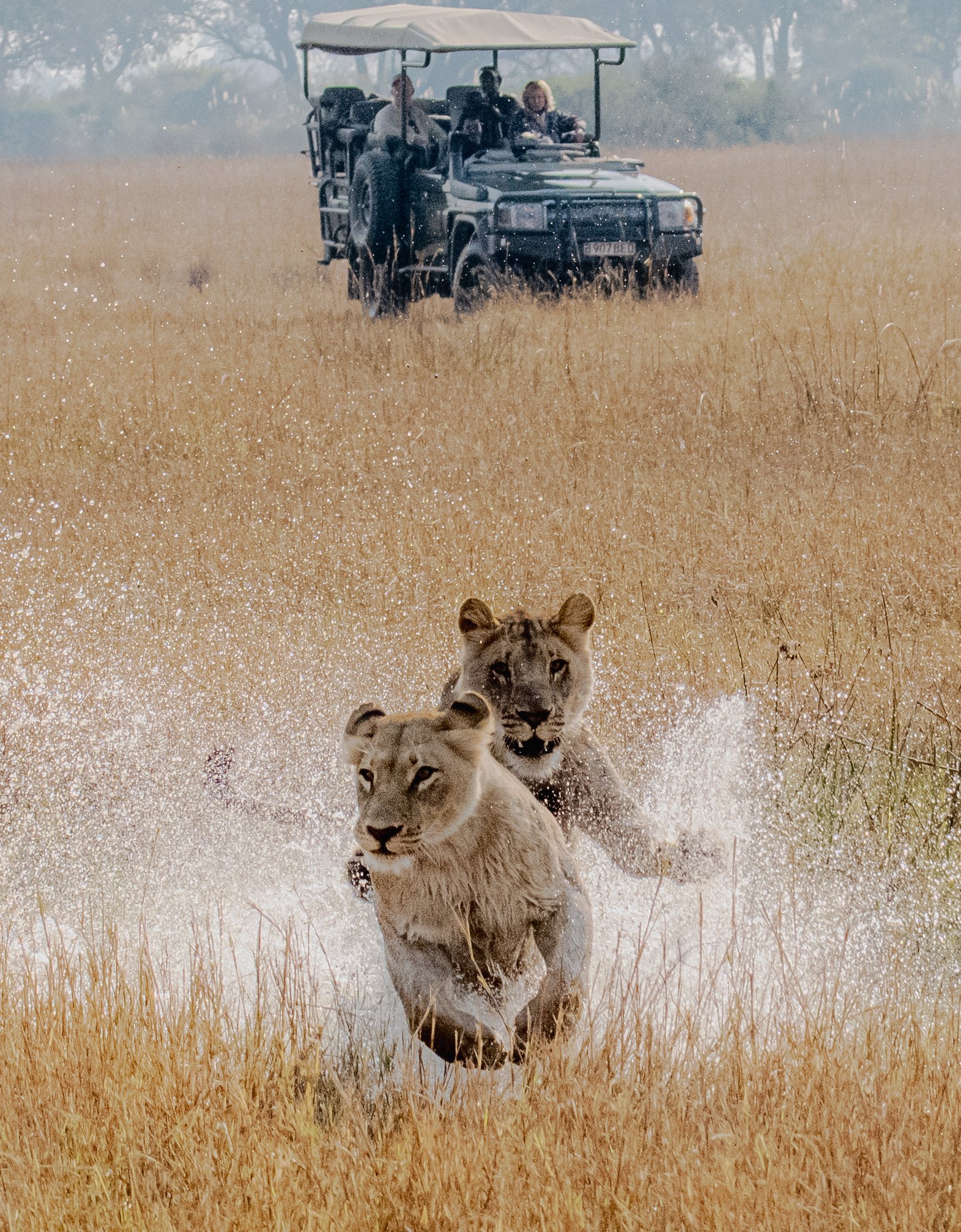 ROAR AFRICA Luxury Destination Botswana Game Drives