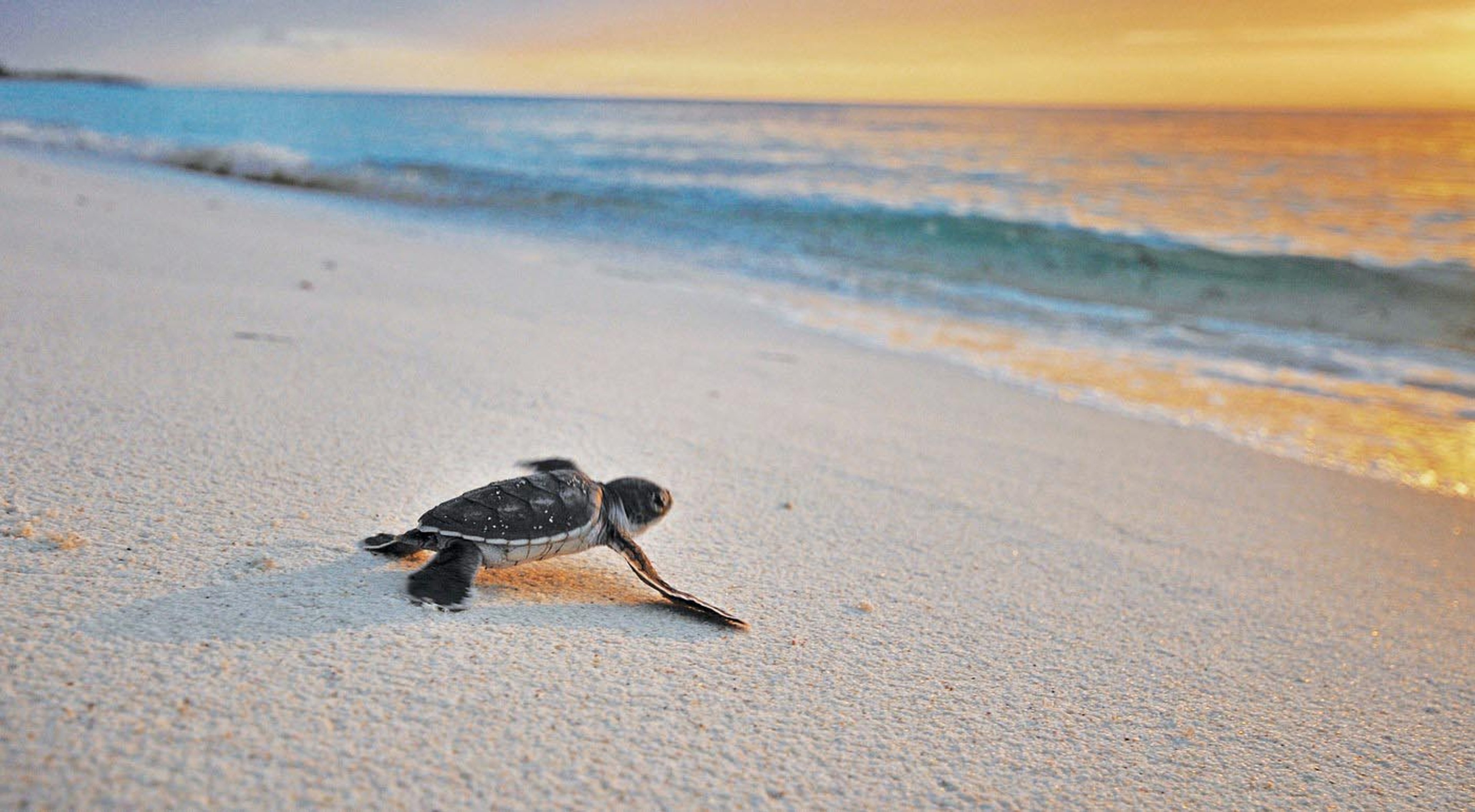 ROAR Luxury Destinations Seychelles Turtle Hatching