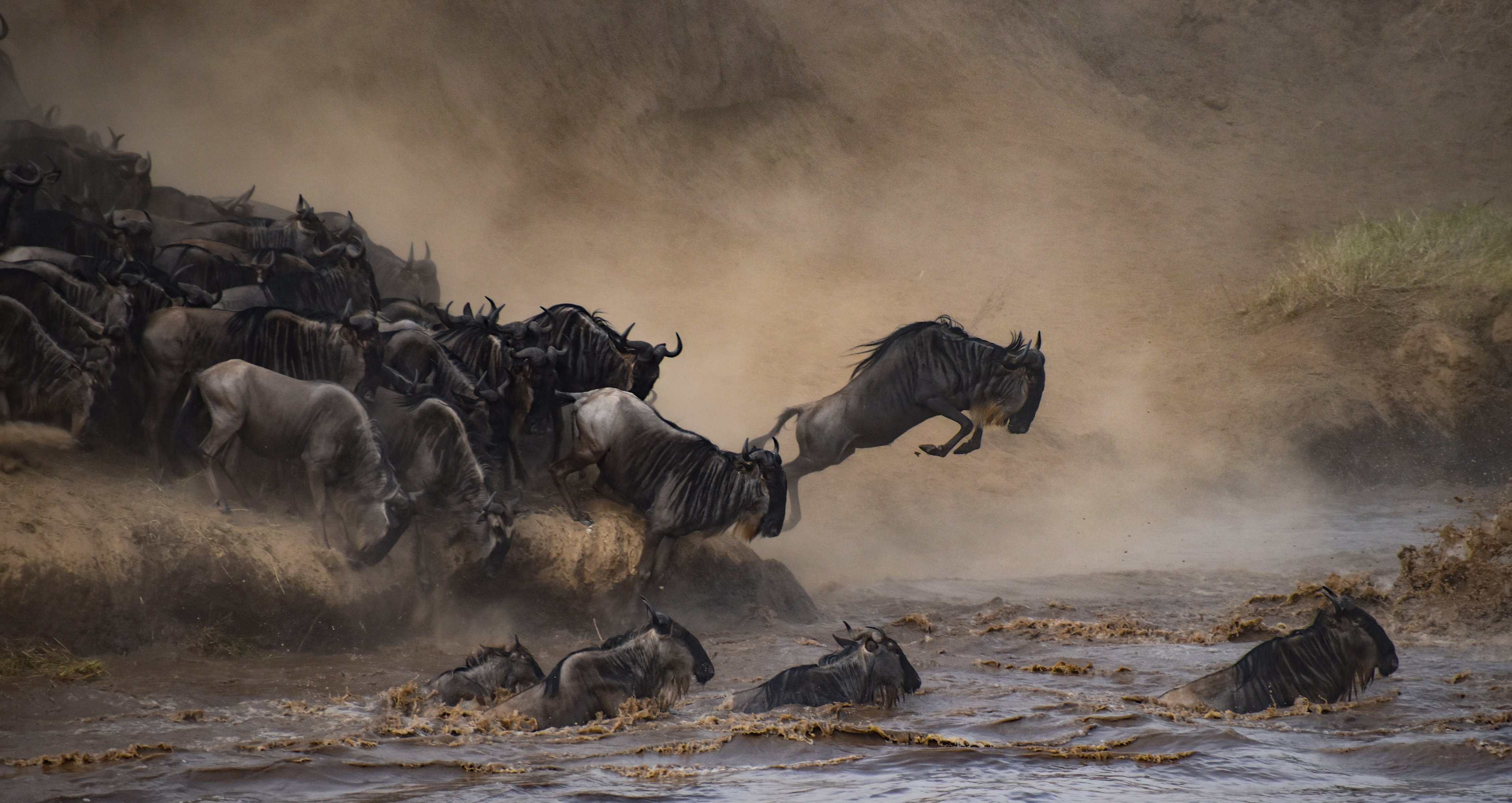 Wildebeest leaping into a river during a dramatic migration scene, with dust clouds in the background