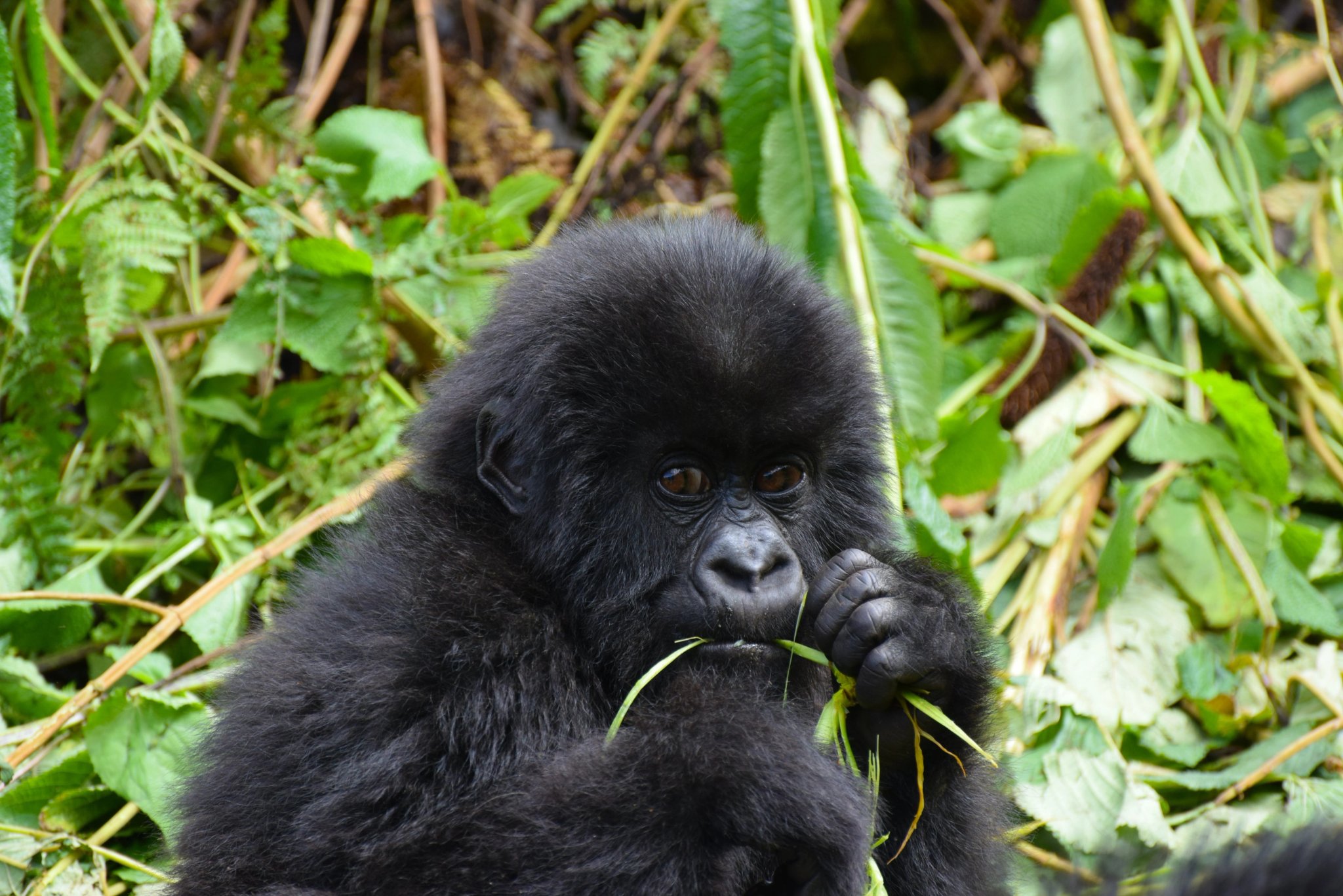 Young mountain gorilla eating plants while sitting amidst green leaves