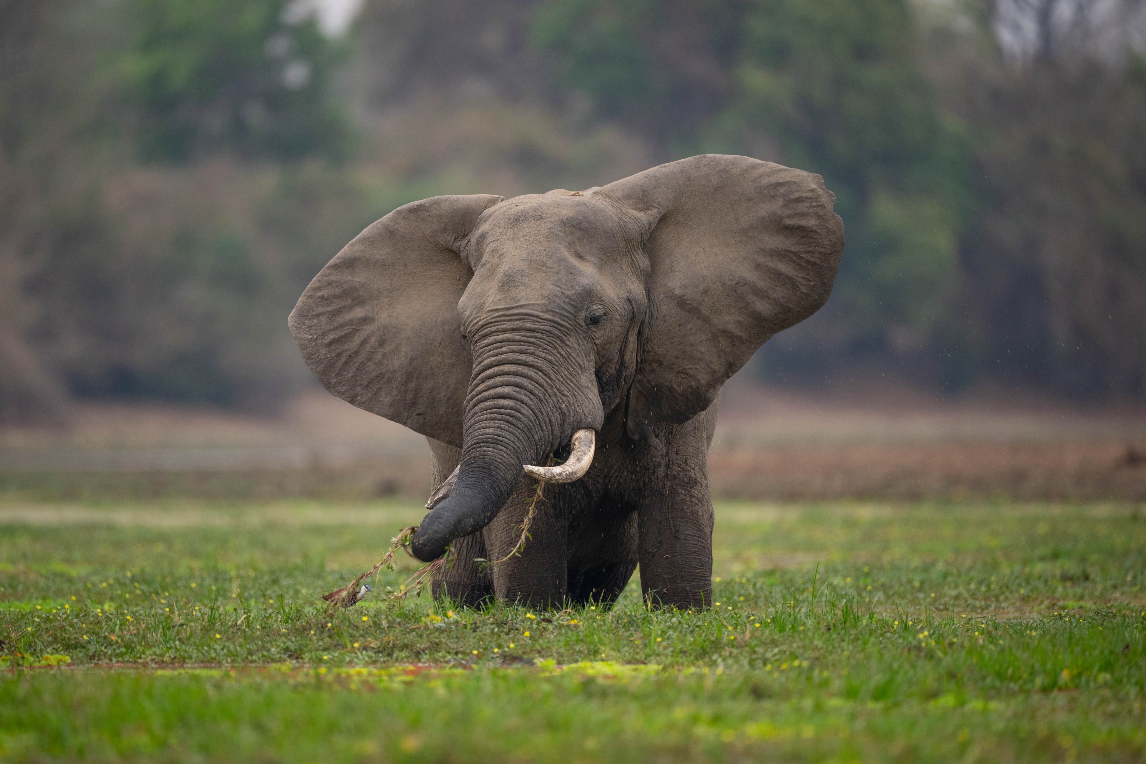 Elephant with large ears eating grass in a field