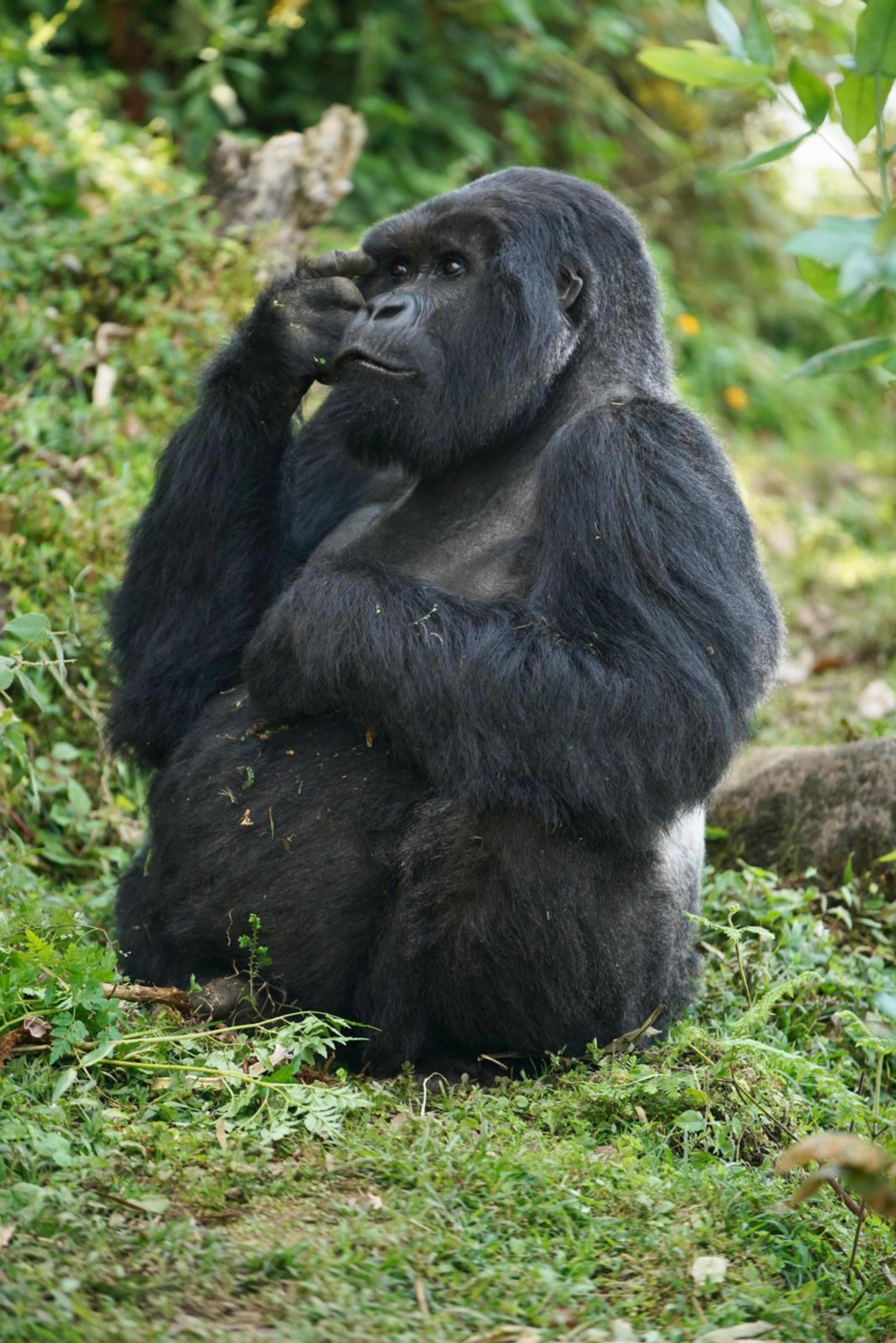 Adult gorilla sitting in the grass with a relaxed expression