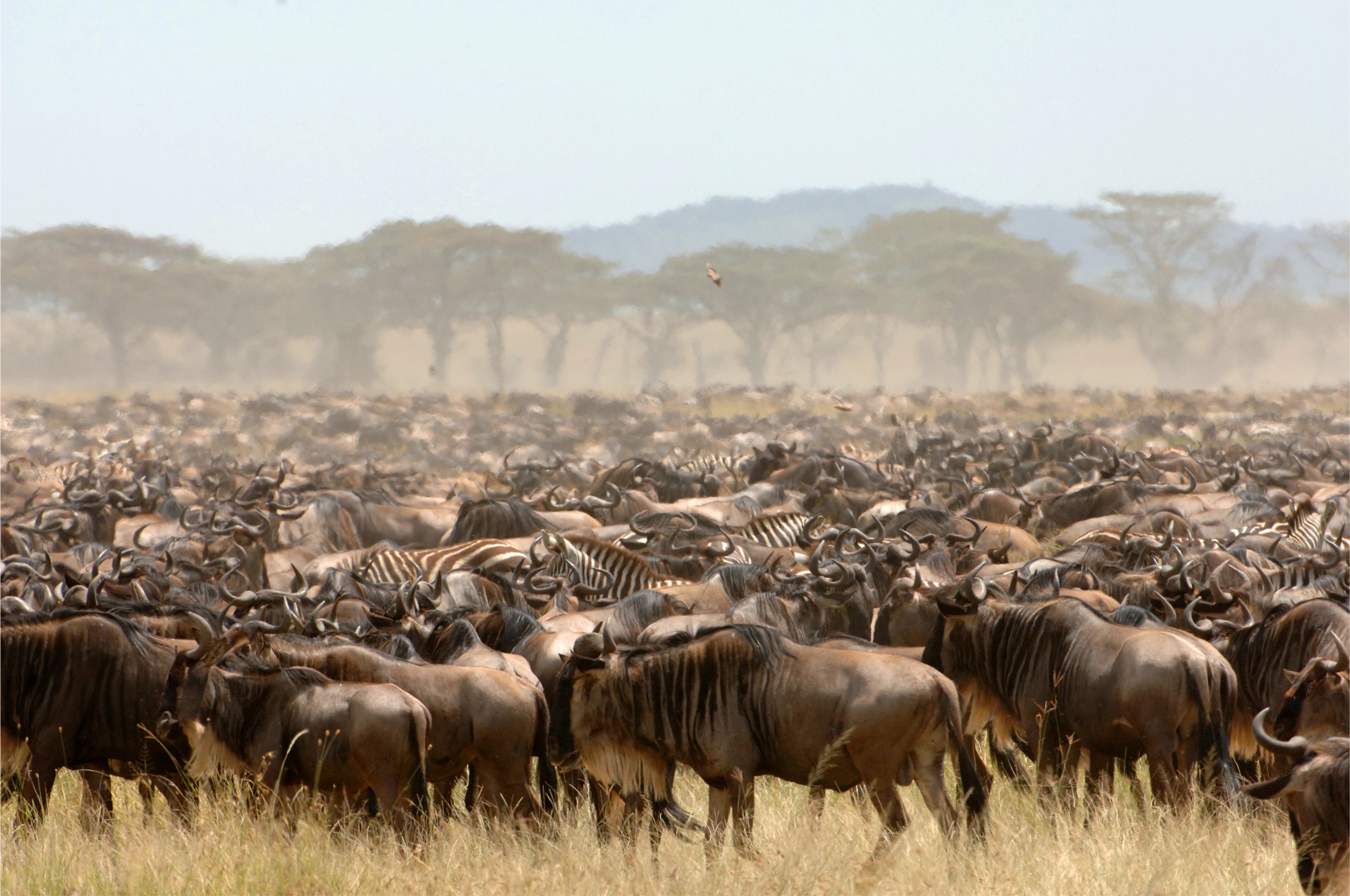 ROAR AFRICA Luxury Destination Great Migration