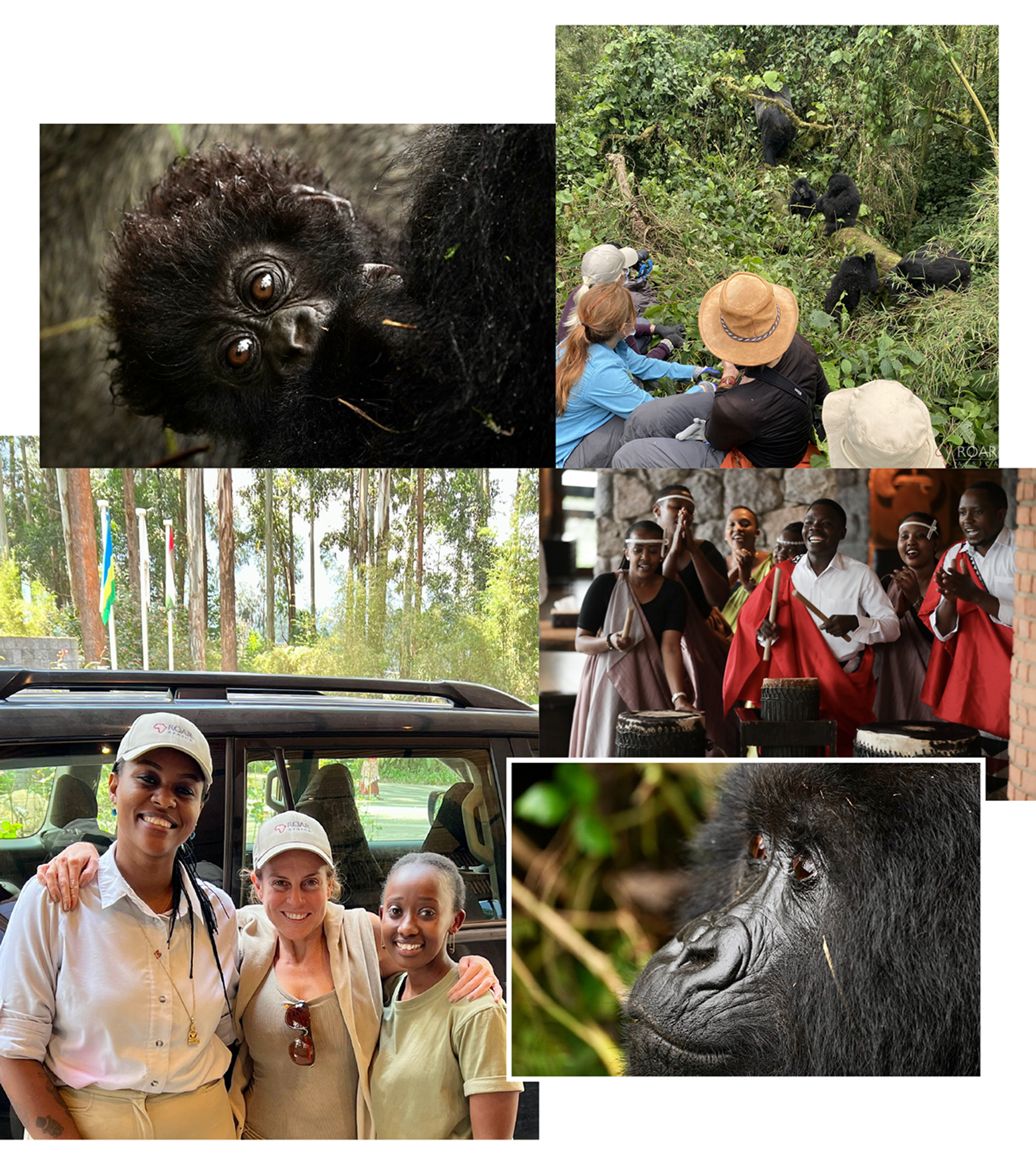 Beating the odds: the hard-won resurgence of Rwanda’s mountain gorillas ...
