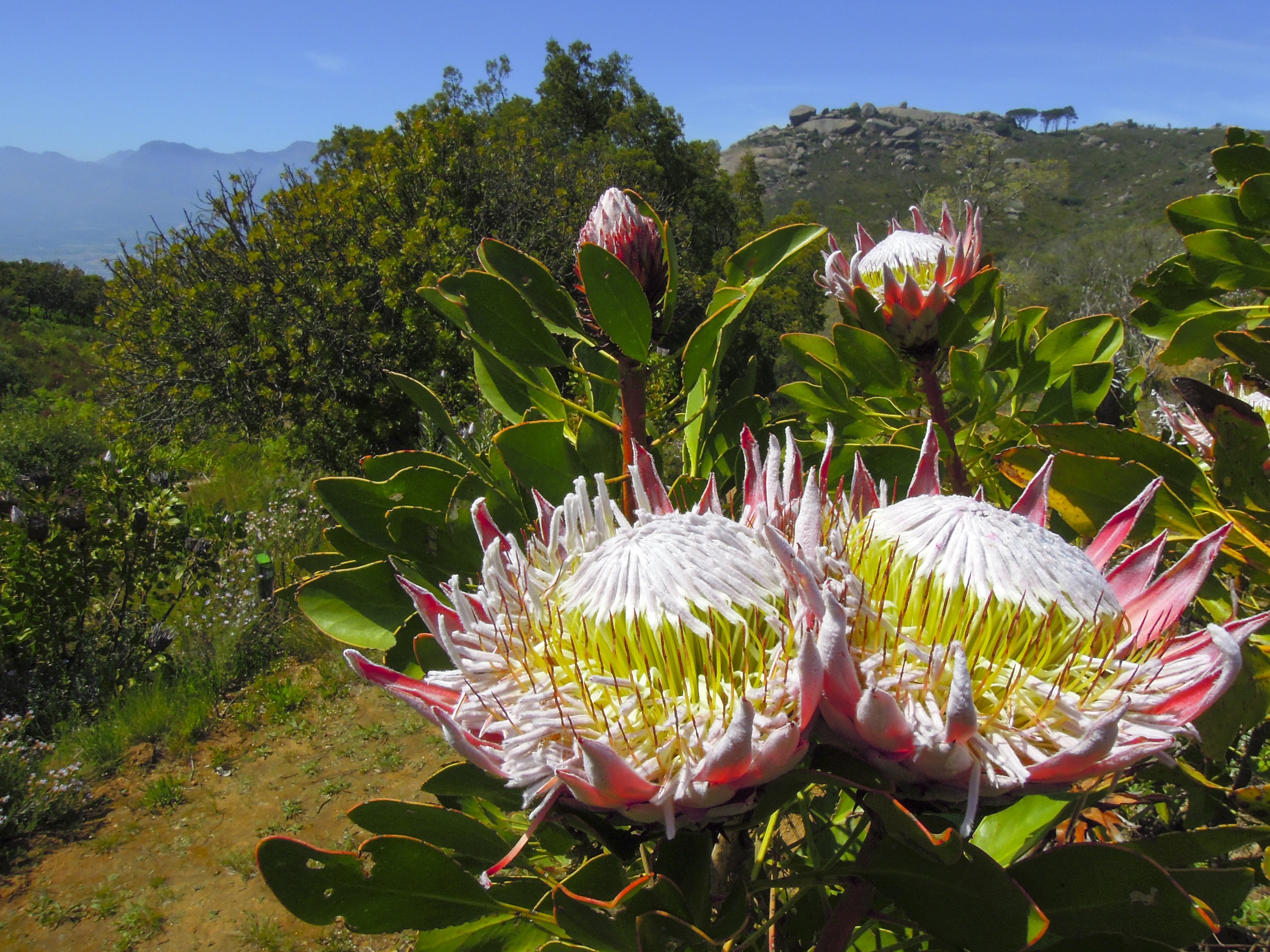 Two large King Protea flowers in full bloom in Kirstenbosch garden