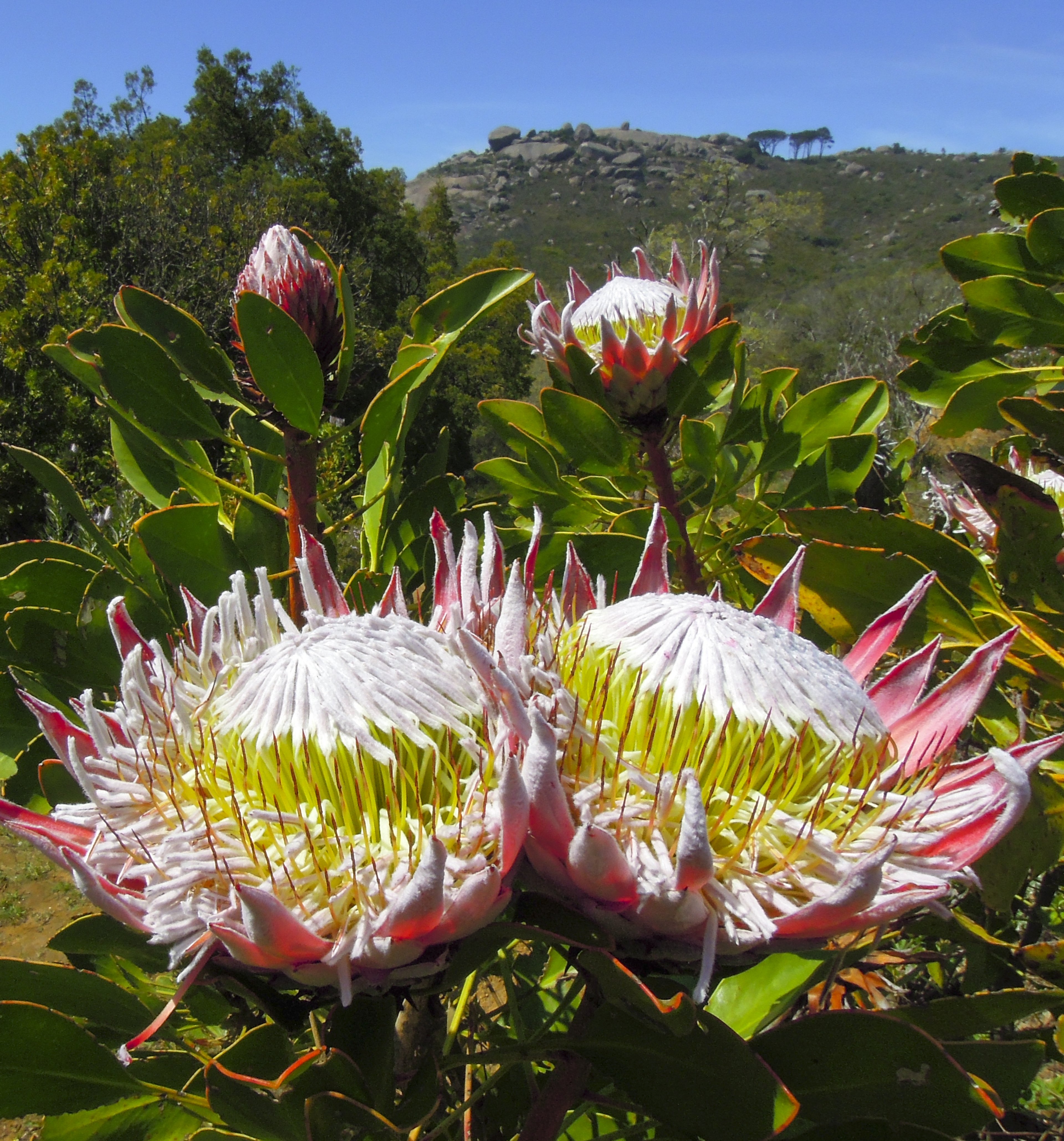 Two large King Protea flowers in full bloom in Kirstenbosch garden