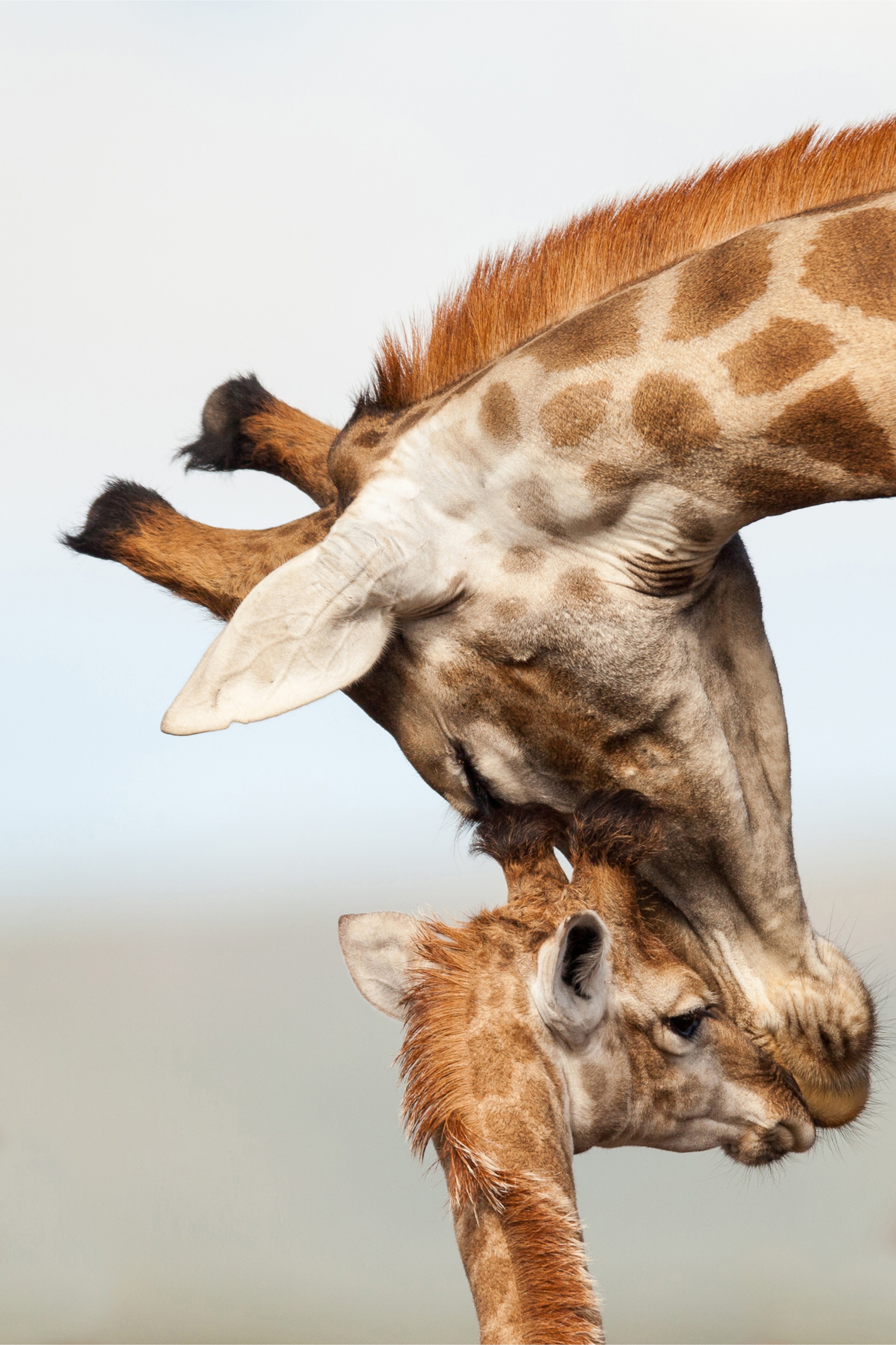 Mother giraffe affectionately nuzzling her young calf, highlighting their distinctive spotted patterns