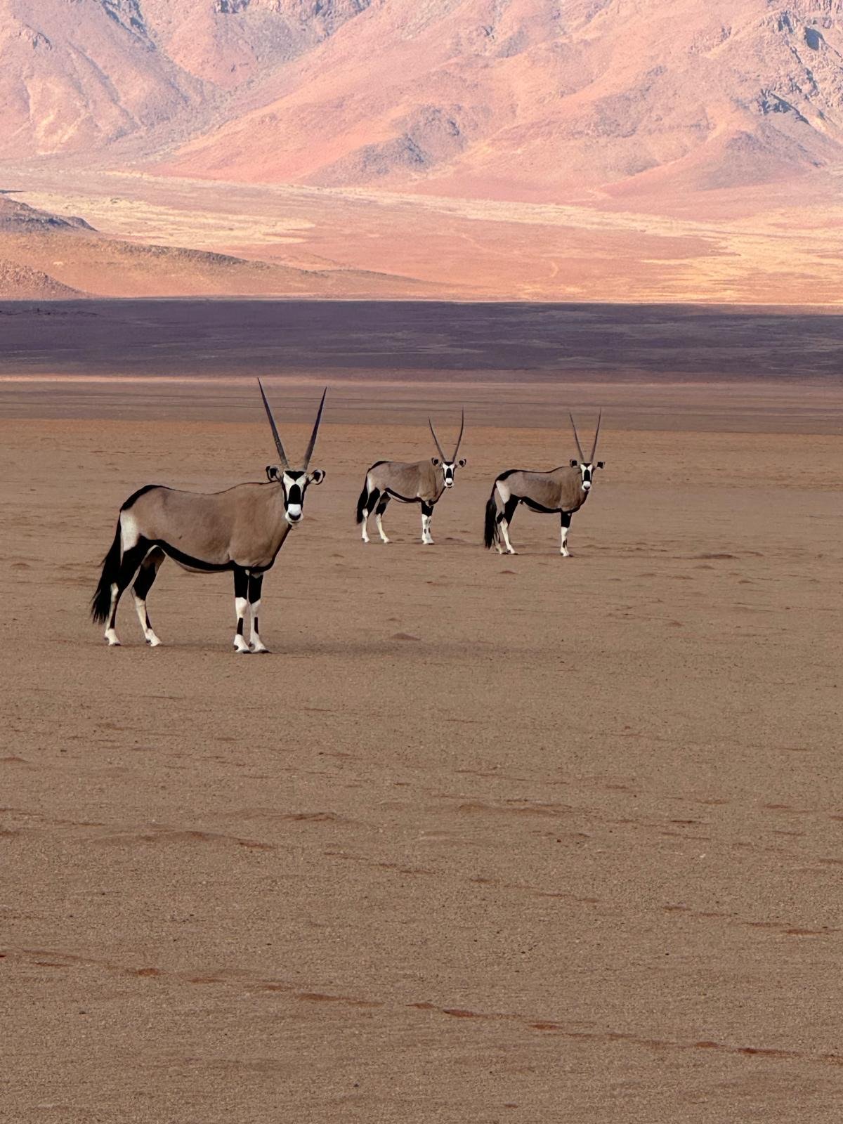 Three oryx standing in a dry desert landscape with mountains in the background in Namibia