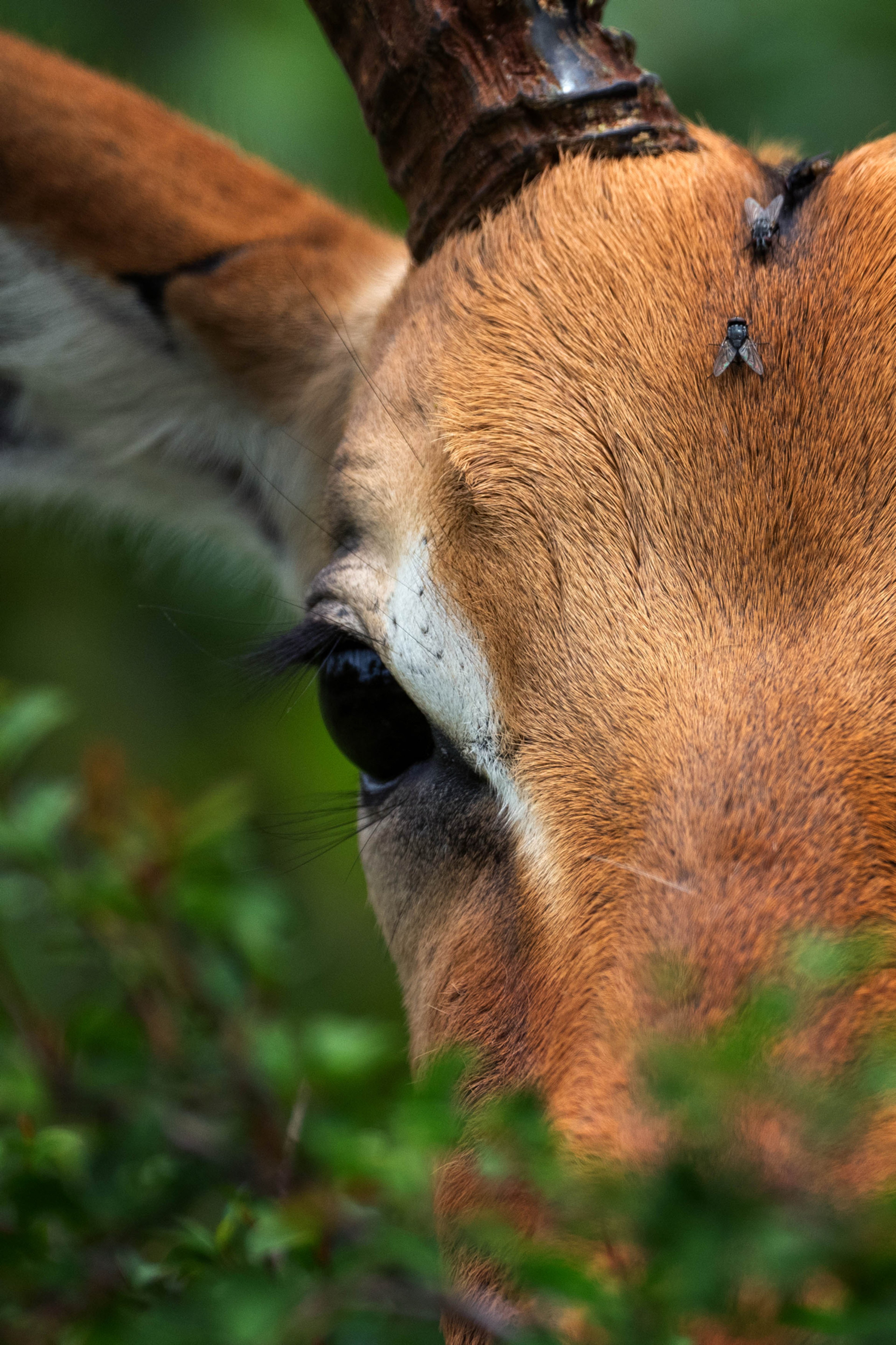 Close-up of an antelope's eye and head, partially obscured by foliage