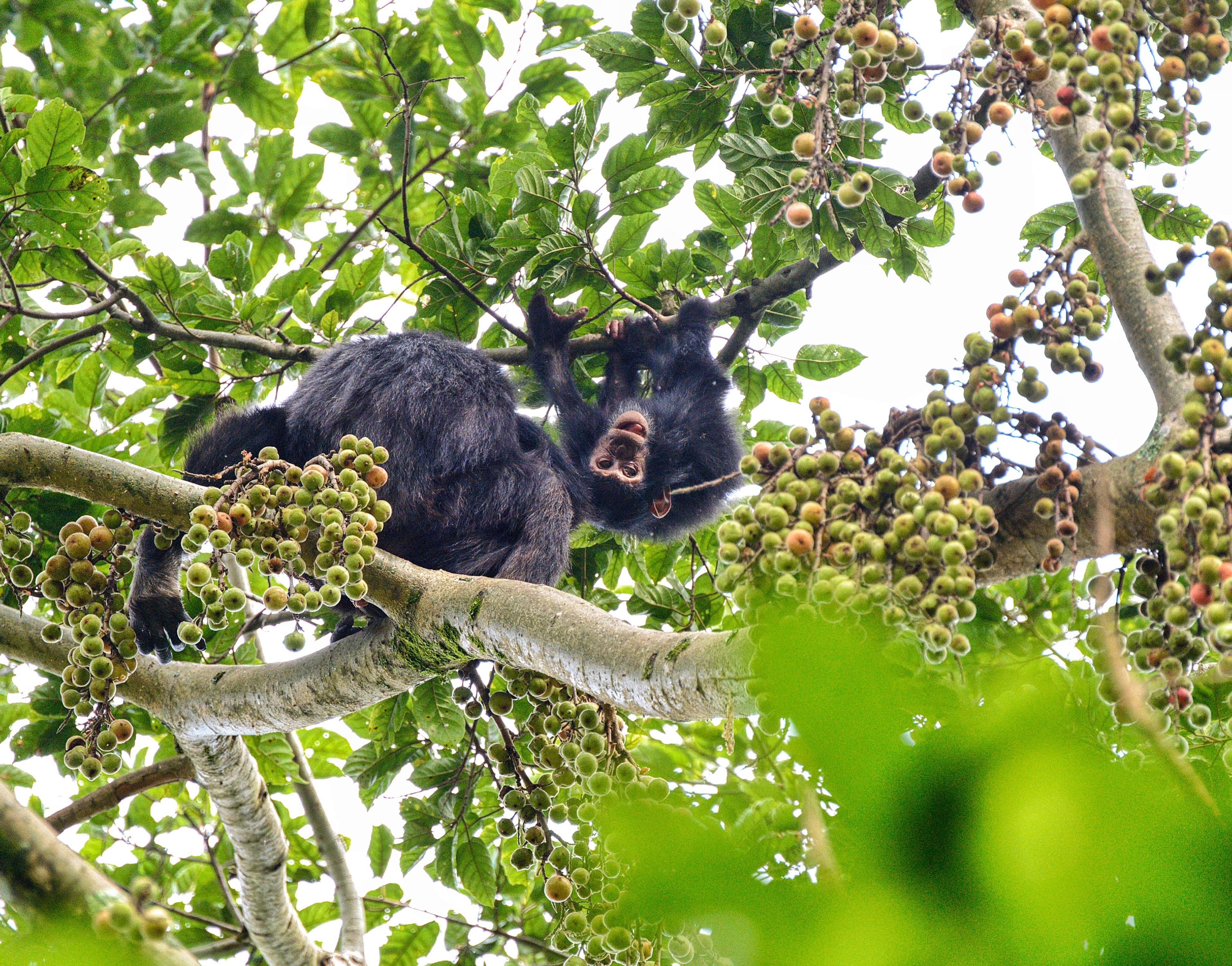 ROAR Luxury Destinations Uganda Chimpanzee Trekking