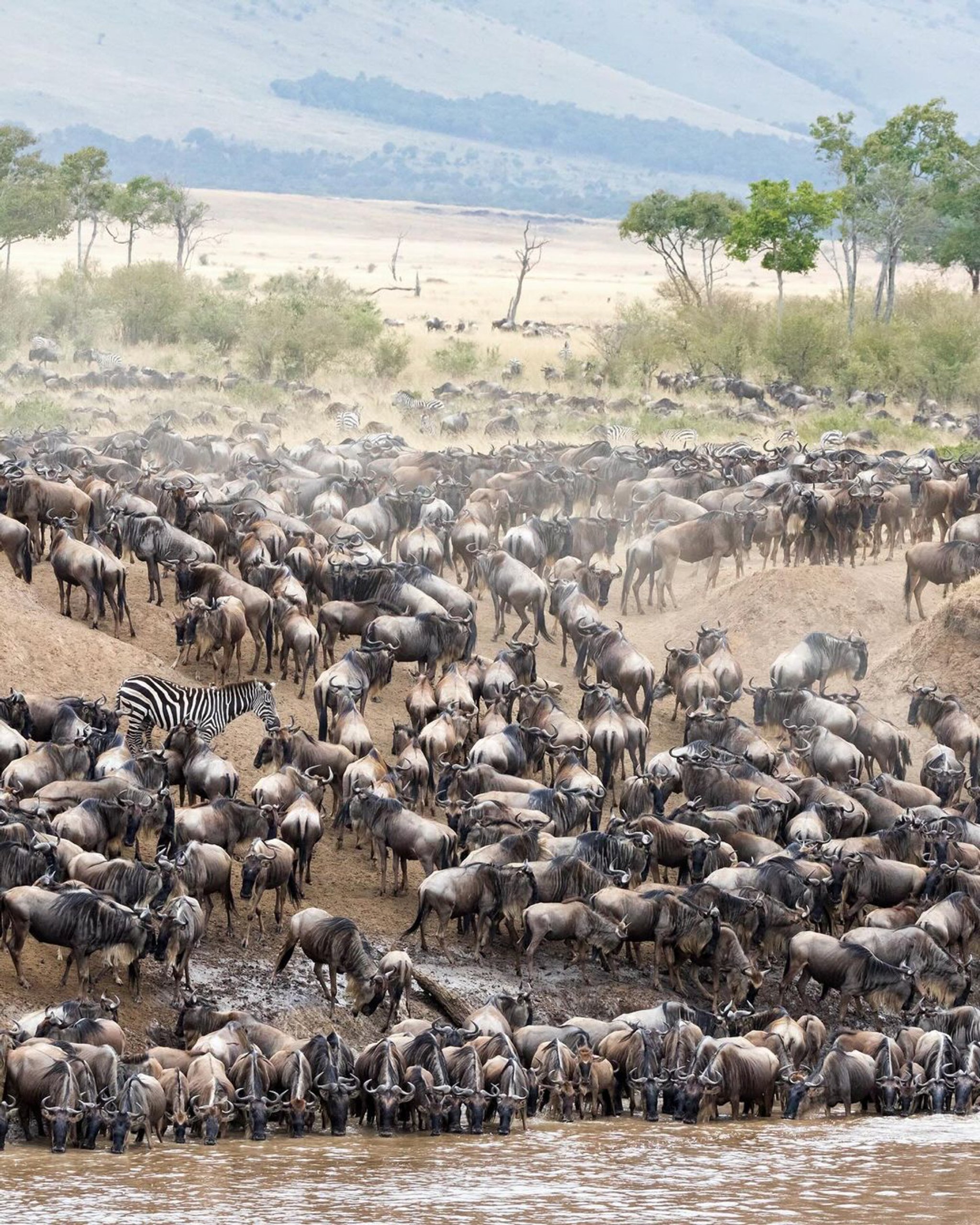 The Great Migration