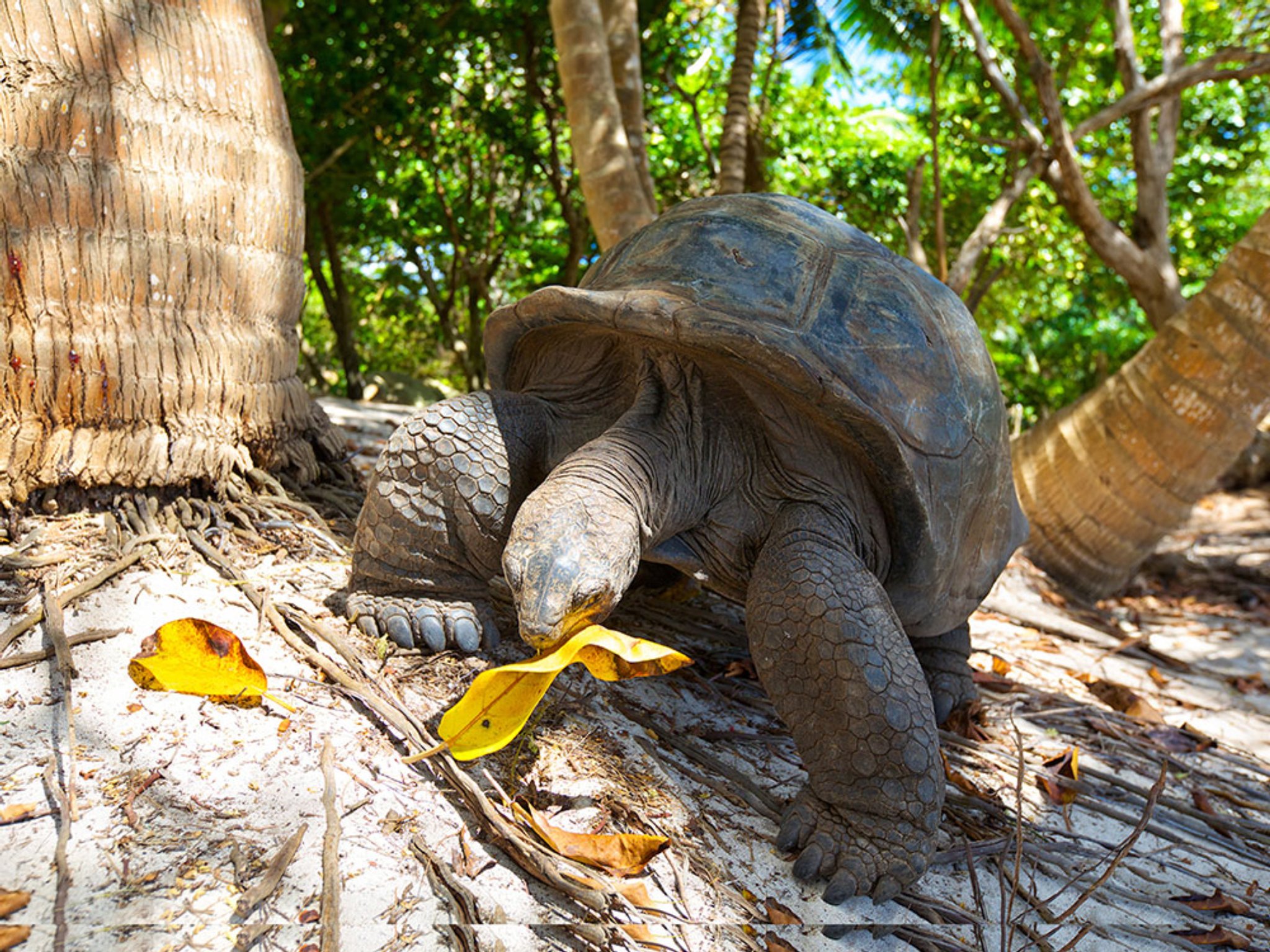 Giant tortoise eating a leaf under palm trees