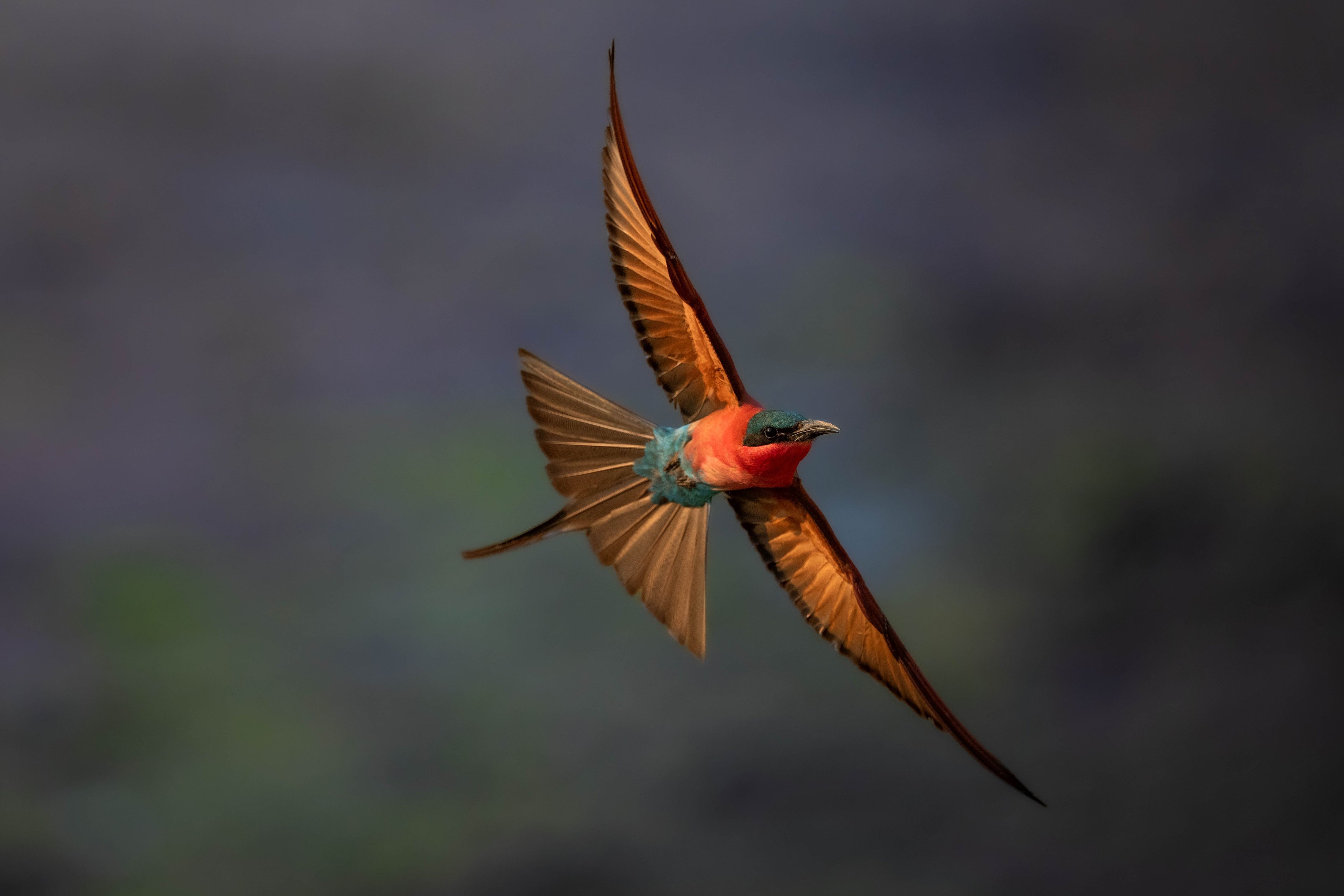 A bird in flight with wings spread
