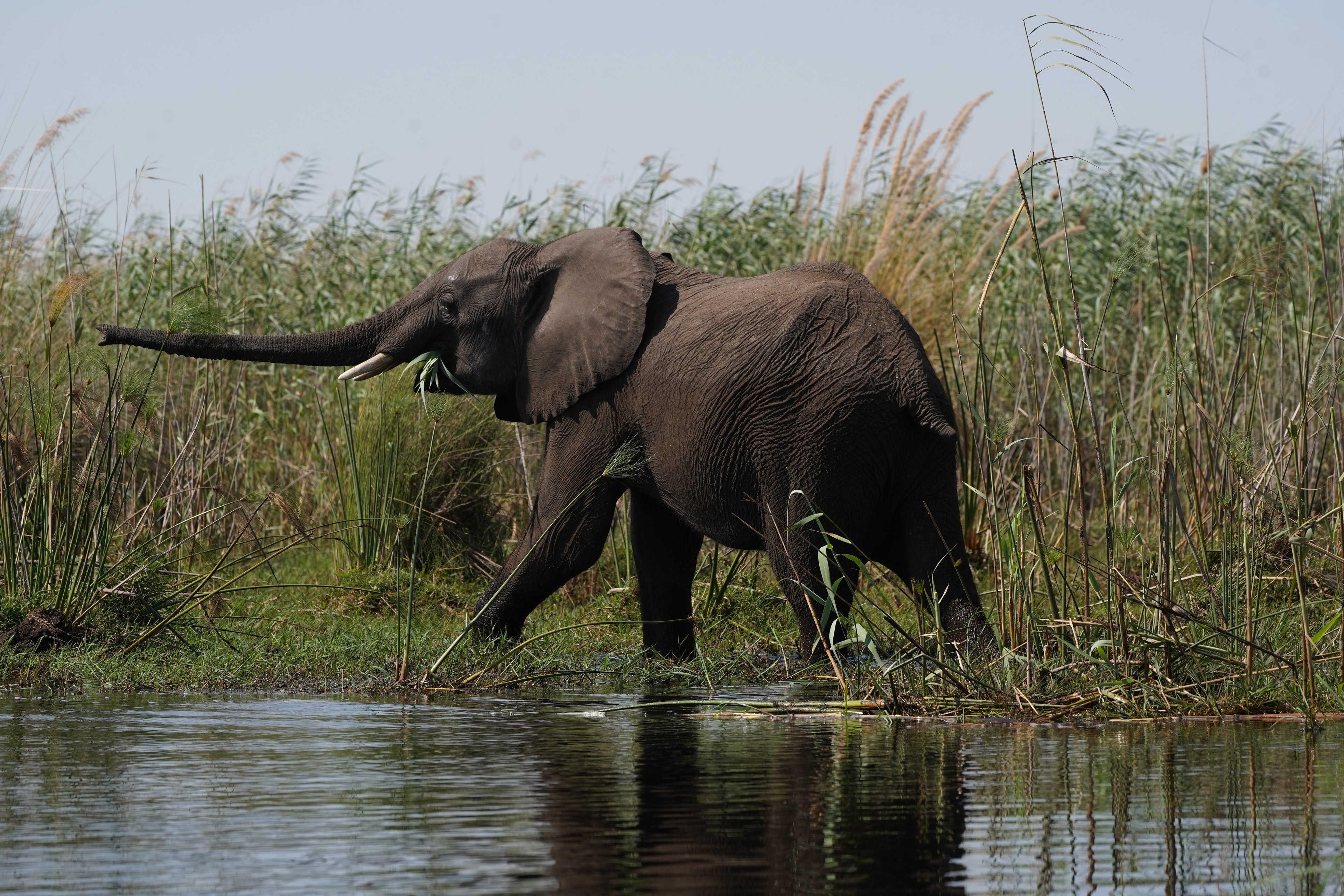 Elephant trumpeting at the water's edge in Botswana